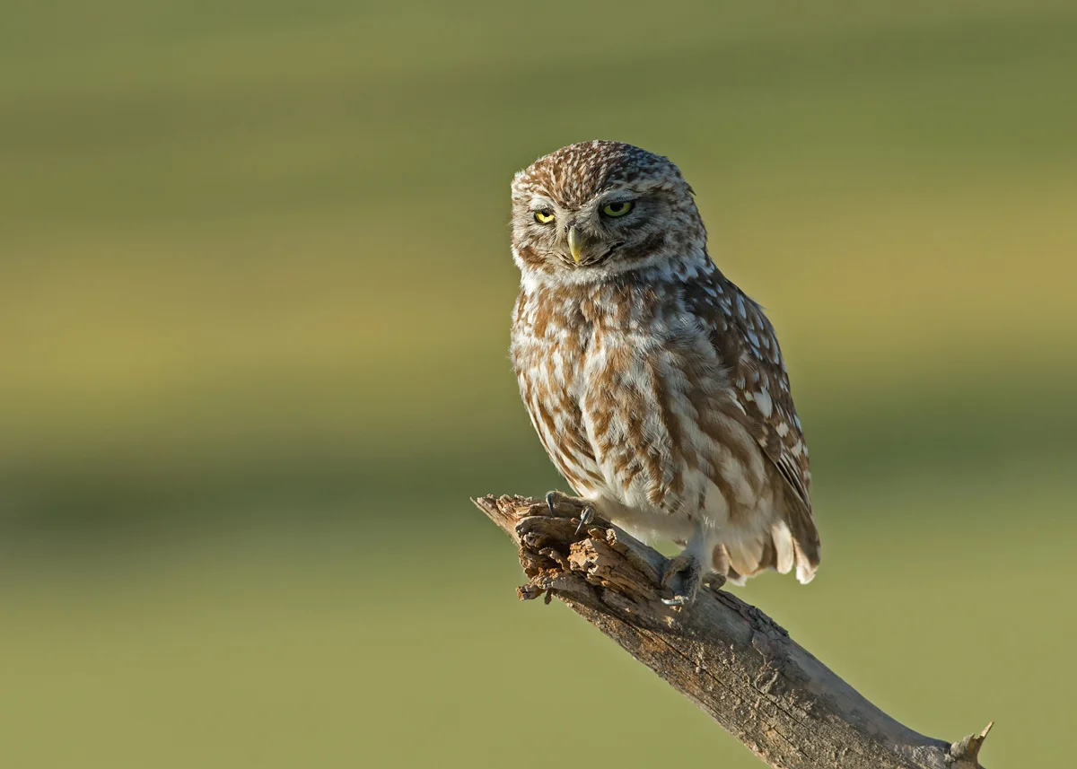 Little Owl, Lleida Plains, Catalonia