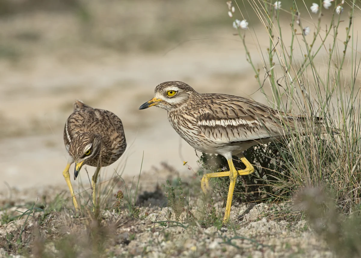 Eurasian-Stone-Curlew.jpg