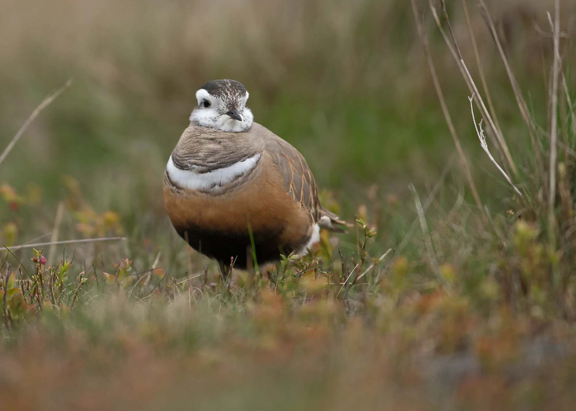 Eurasian Dotterel, female, Pendle Hill