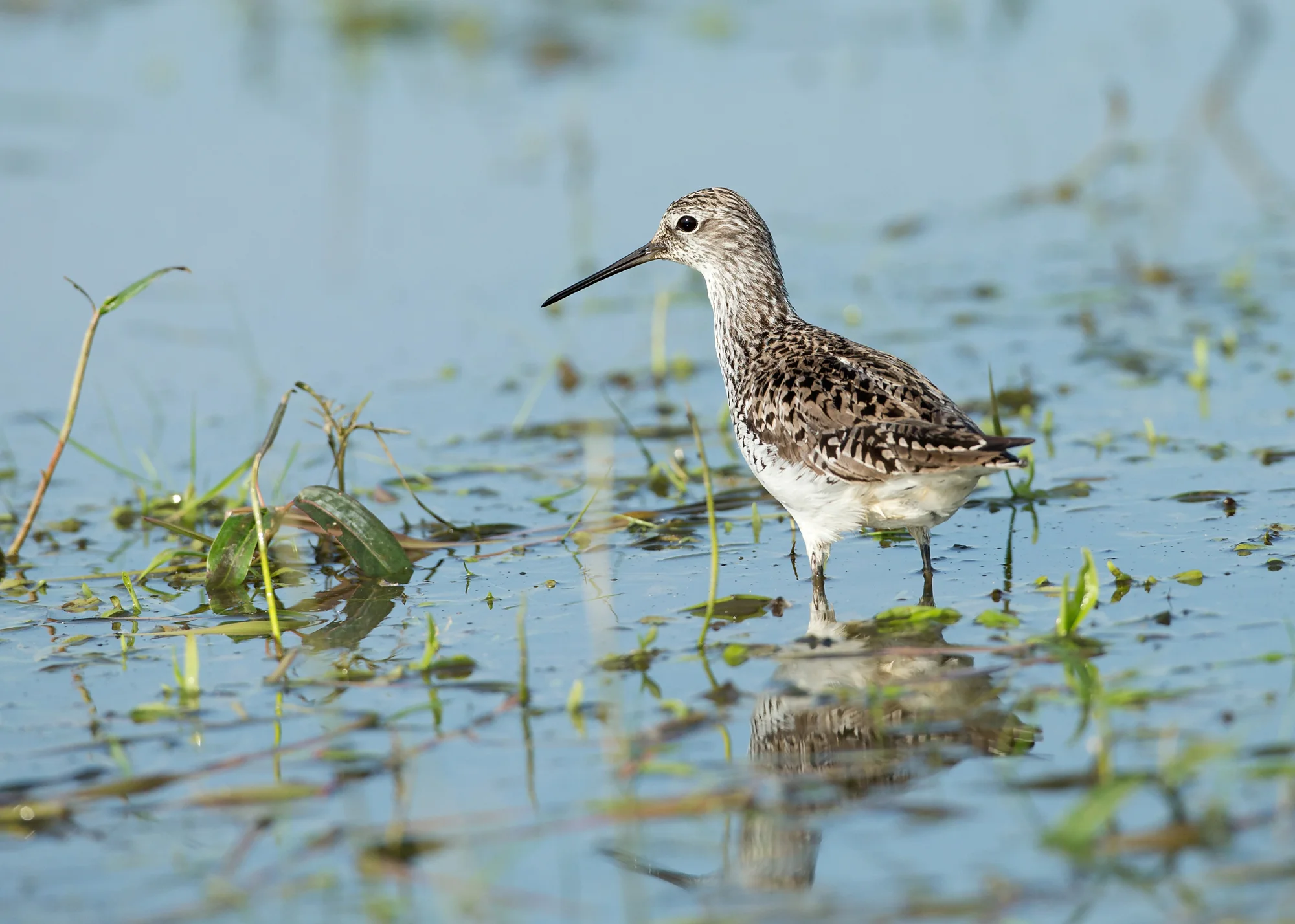 A lovely breeding-plumaged Marsh Sandpiper was the highlight of our photo hide sessions at Turov Meadow