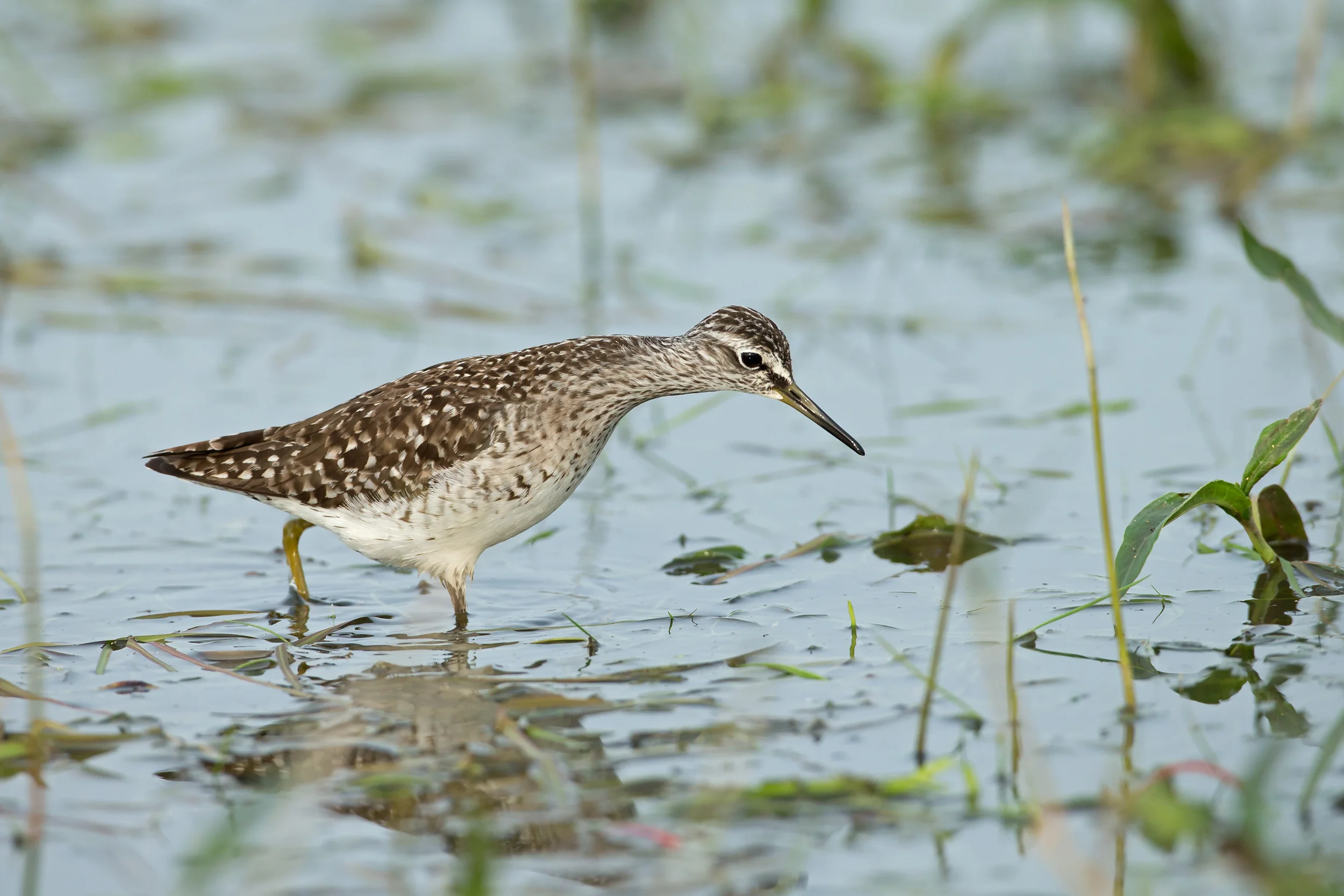 Wood Sandpiper