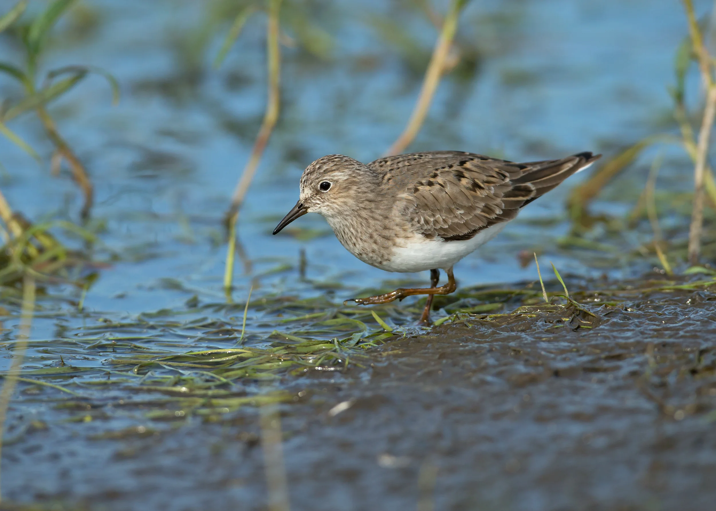 Temminck's Stint