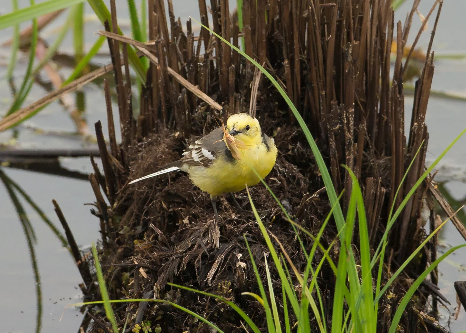 Citrine Wagtail, towards the westernmost limit of its breeding range