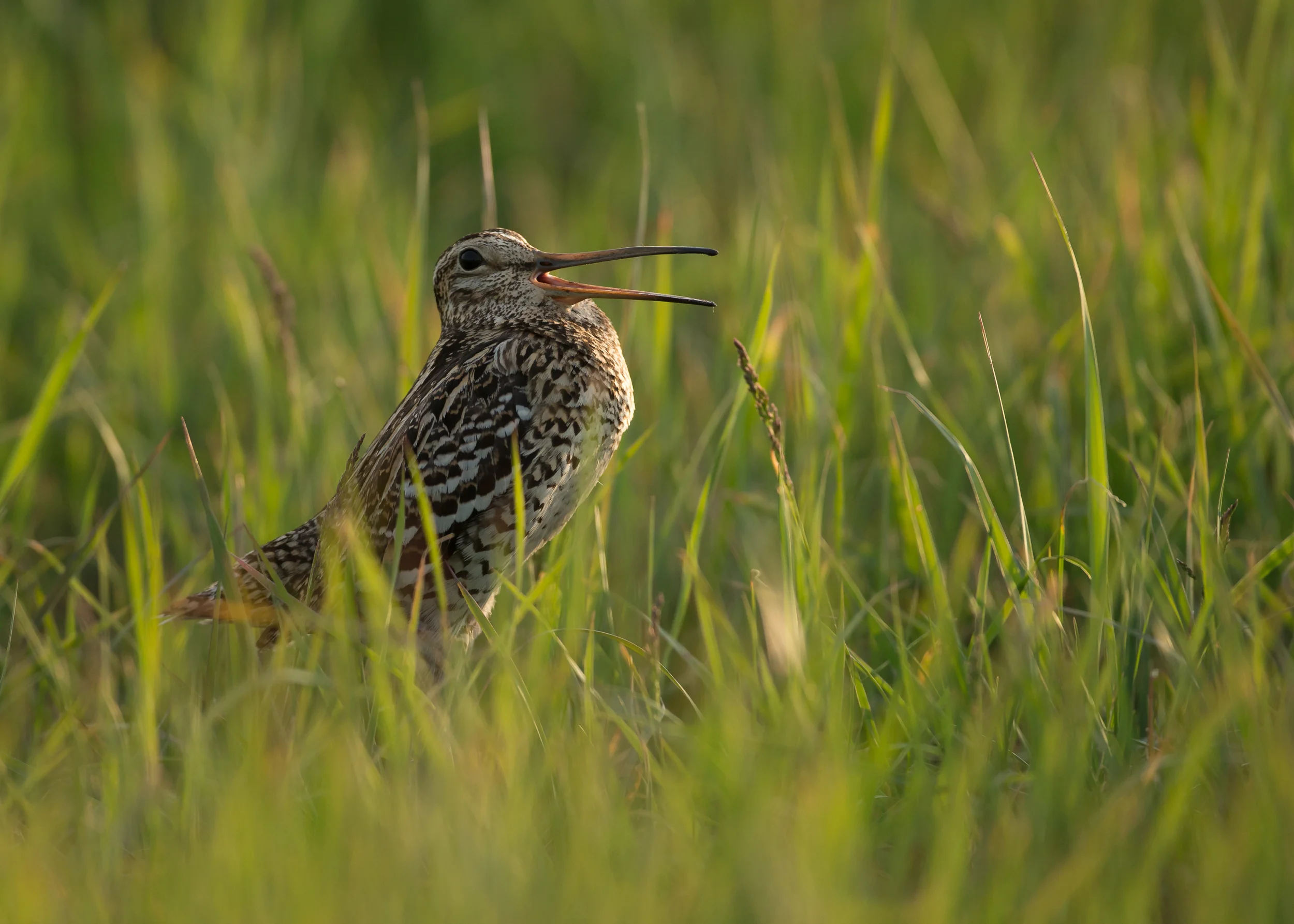 great-snipe-turov.jpg