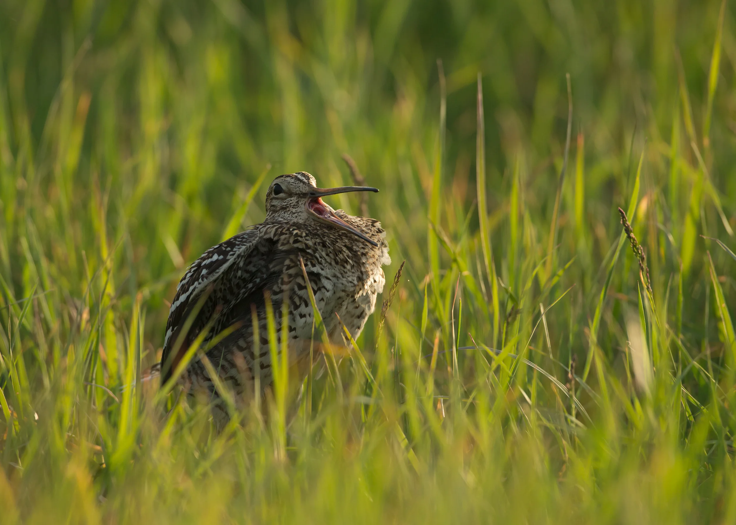 great-snipe-turov.jpg