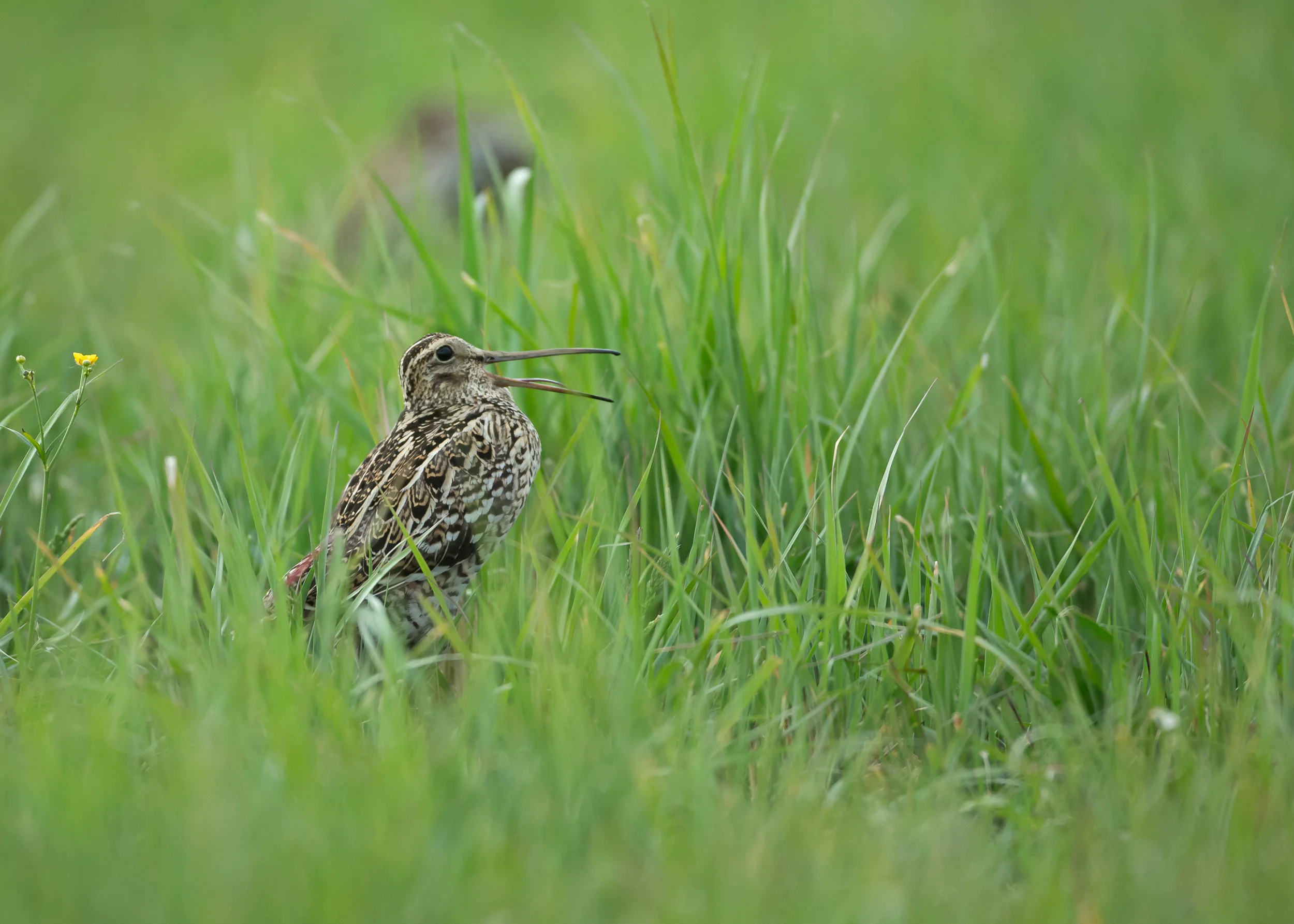 great-snipe-turov.jpg
