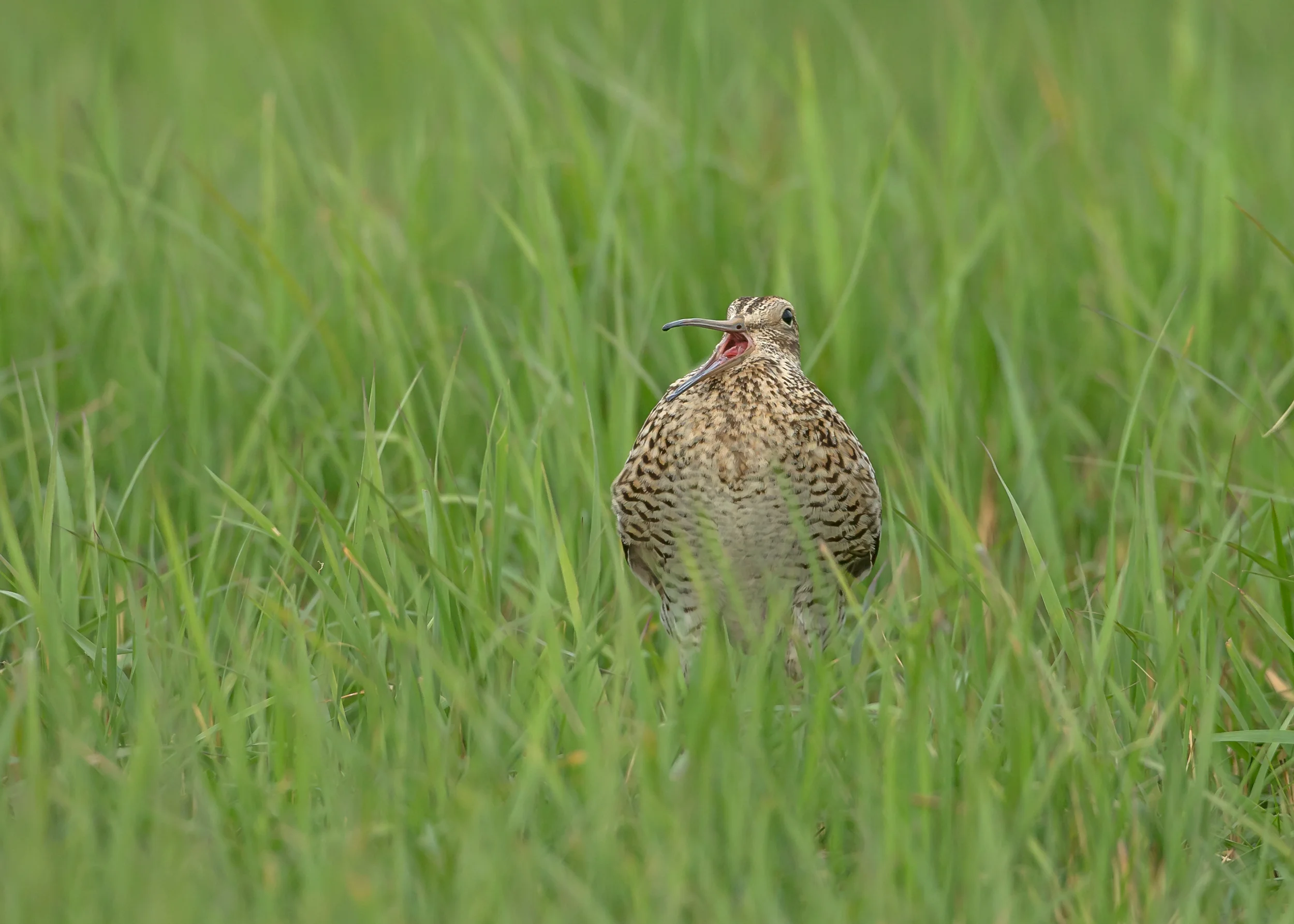 great-snipe-turov.jpg