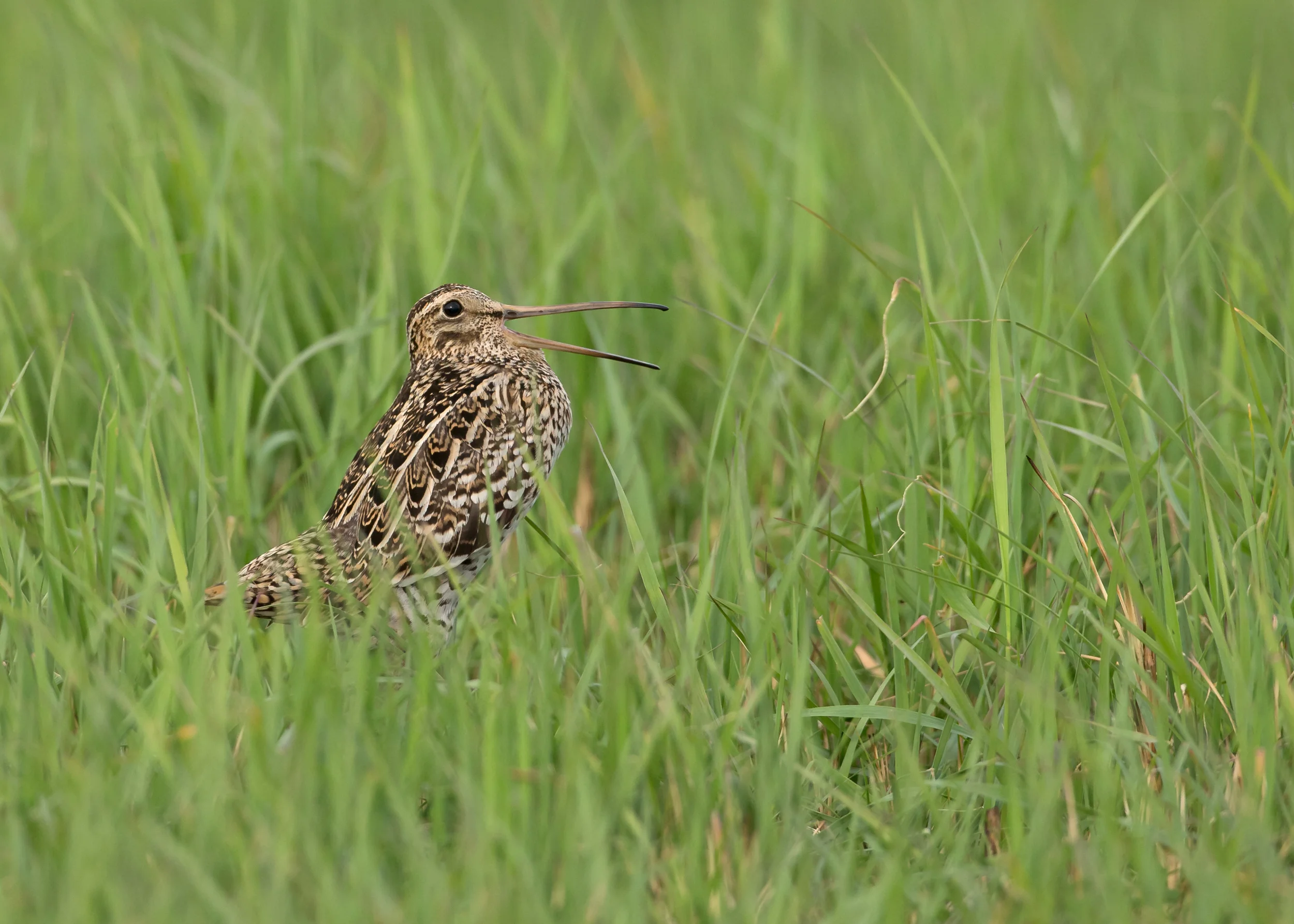 great-snipe-turov.jpg