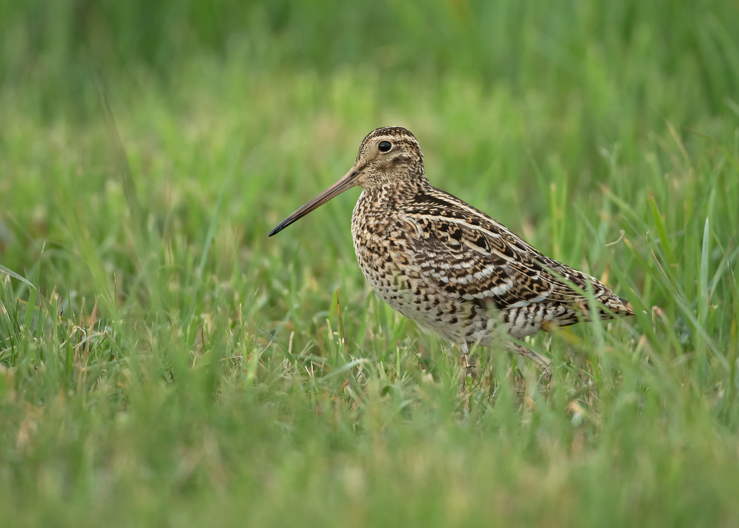 great-snipe-turov.jpg