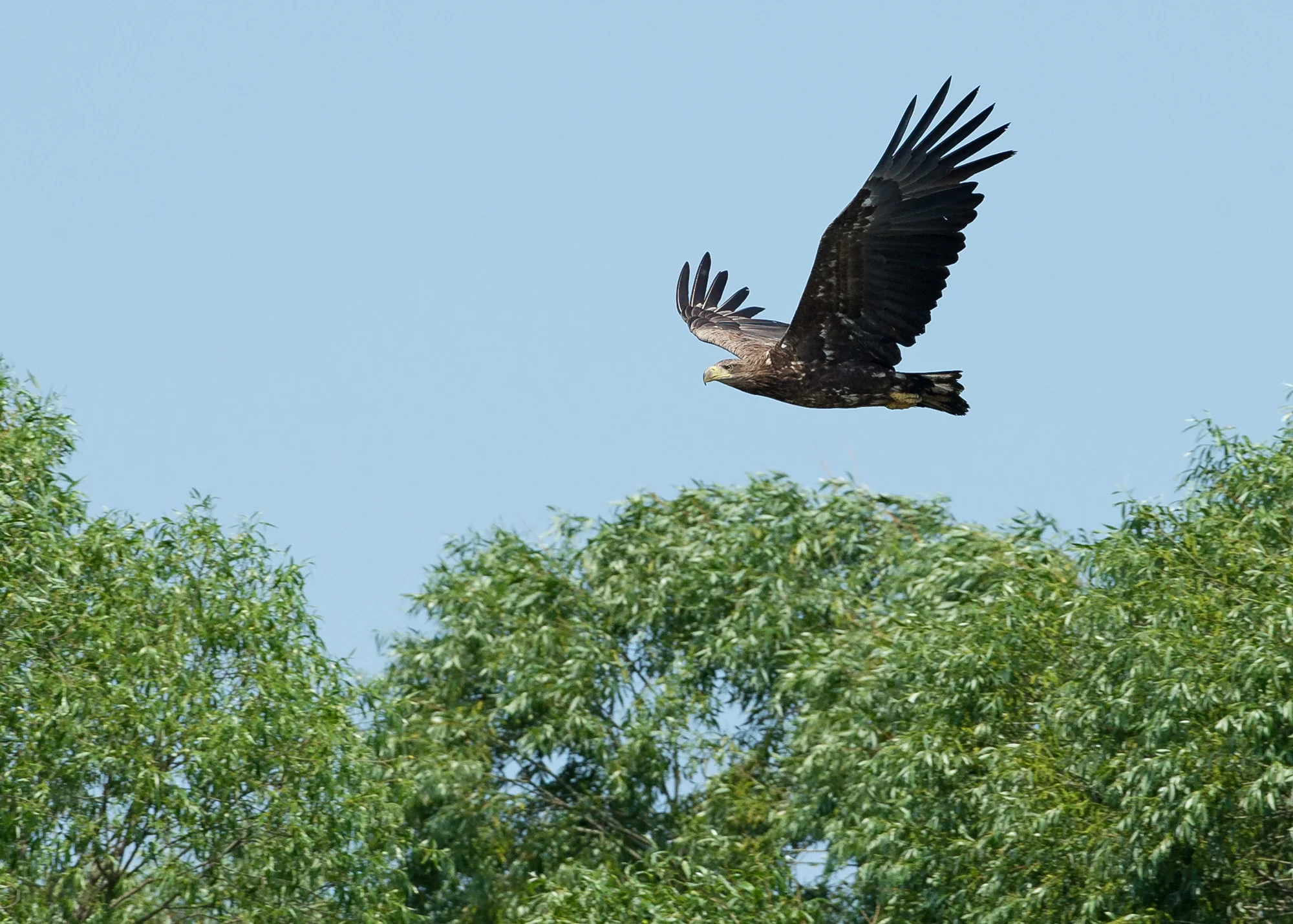 White-tailed Eagle, Pripyat River