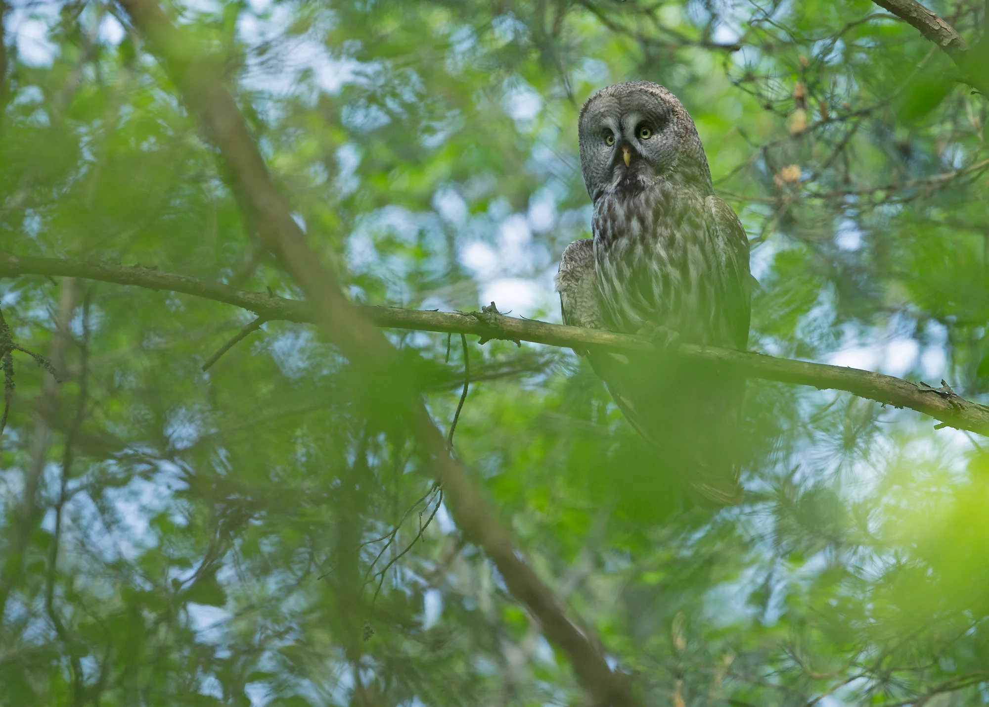 great-grey-owl-vygonoschansky.jpg