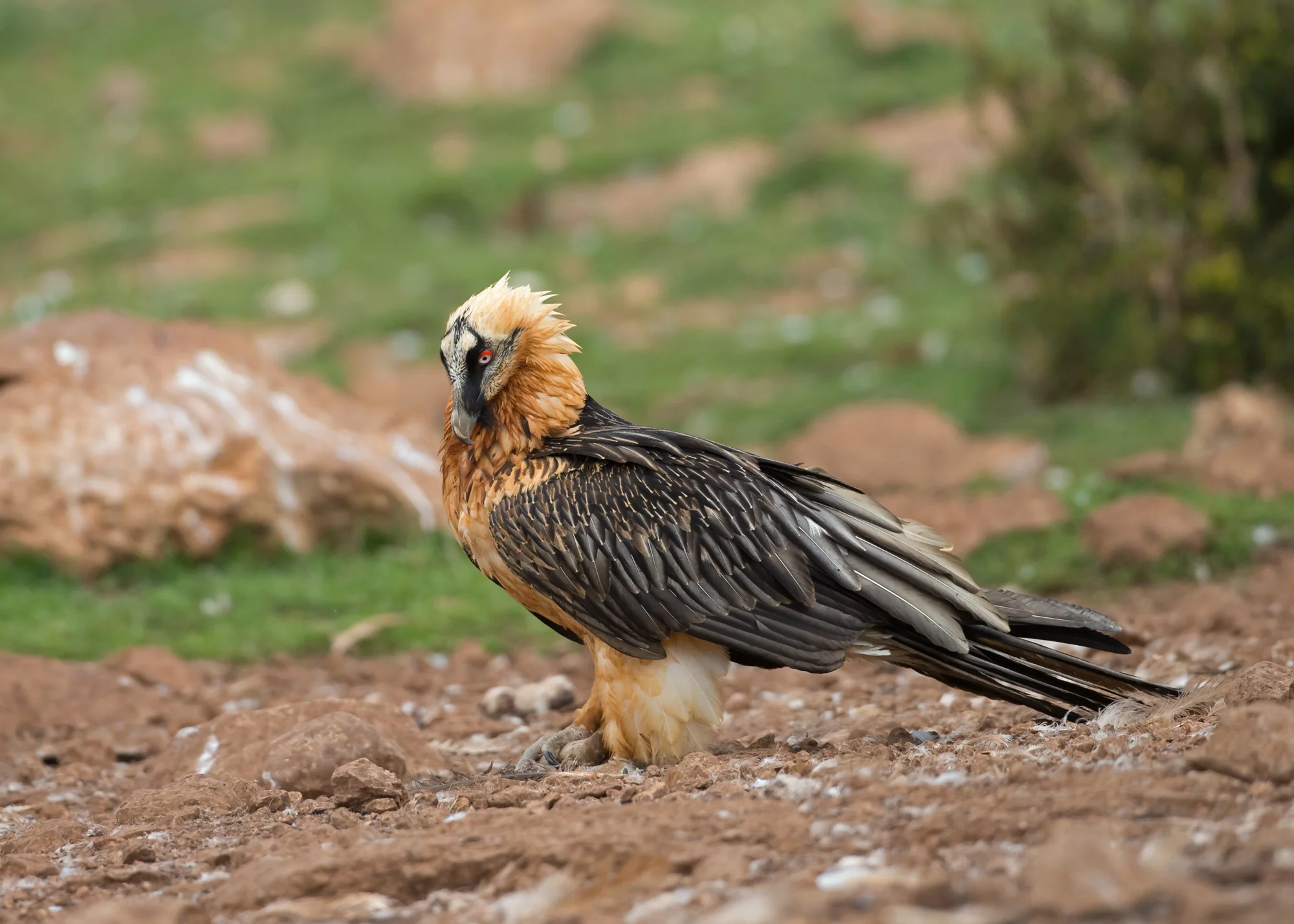 Lammergeier, Serra de Boumort April 2014