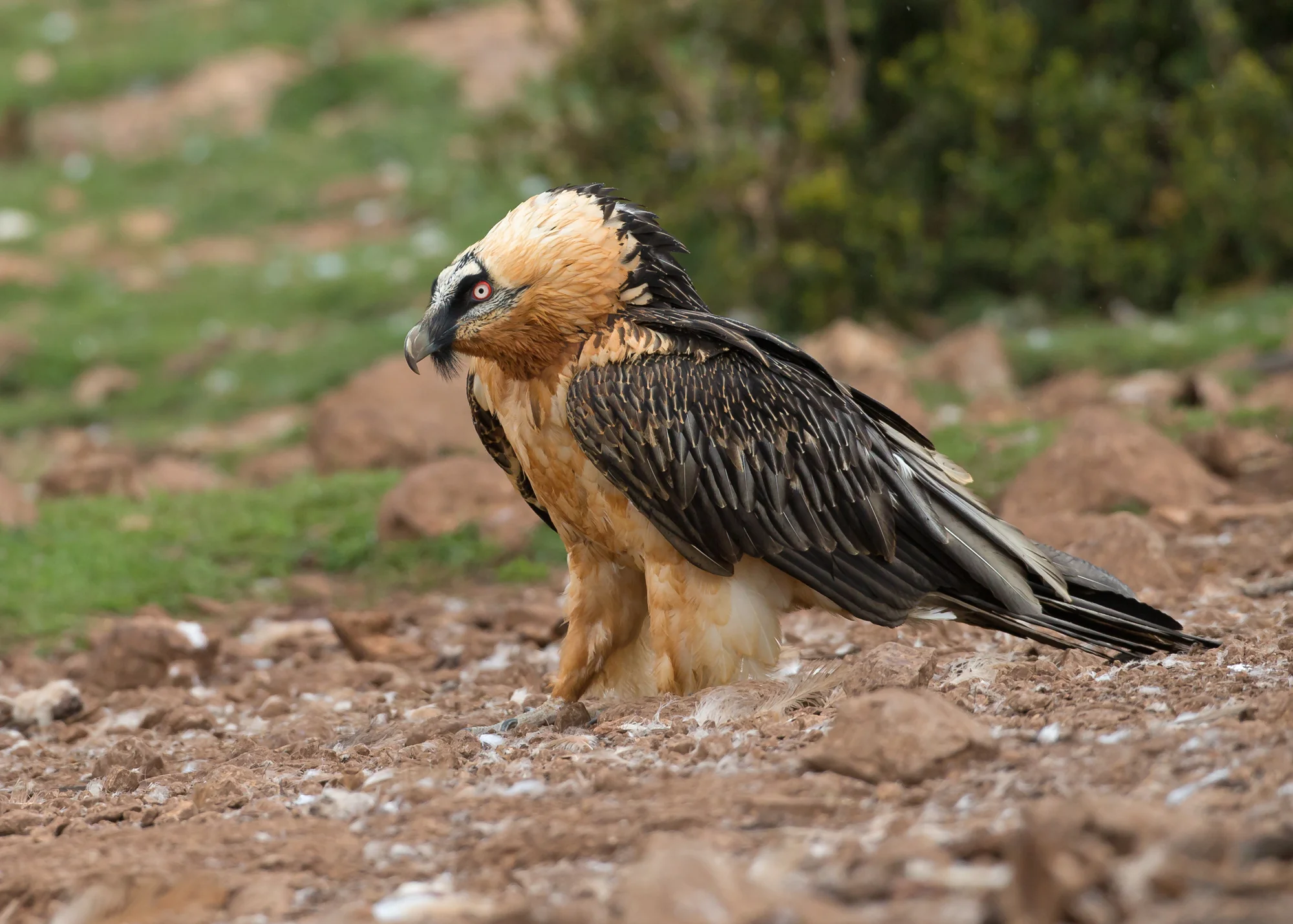 Lammergeier, Serra de Boumort April 2014