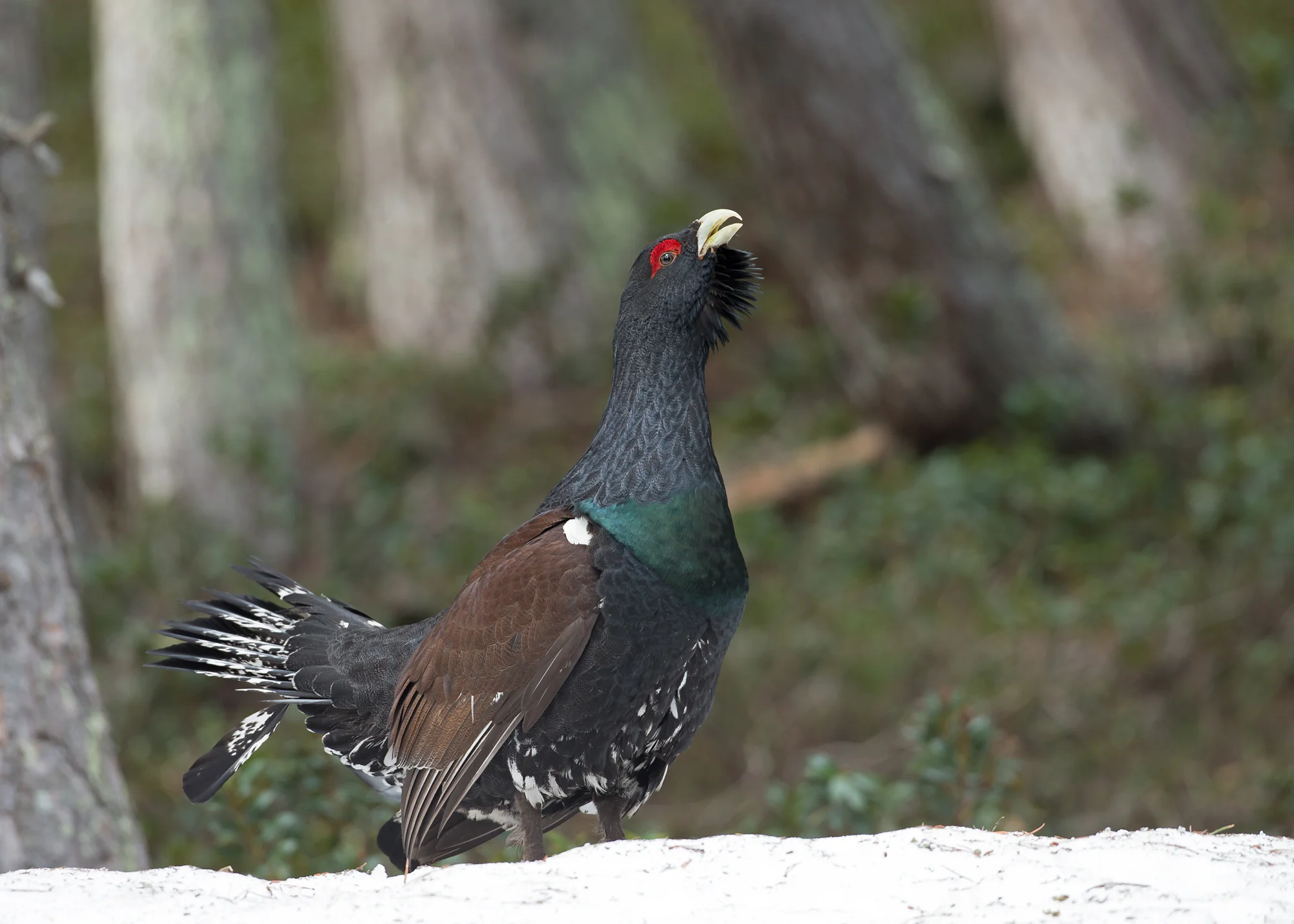 A magnificent Western Capercaiilie at a lek high in the Val D'Aran, Catalonia