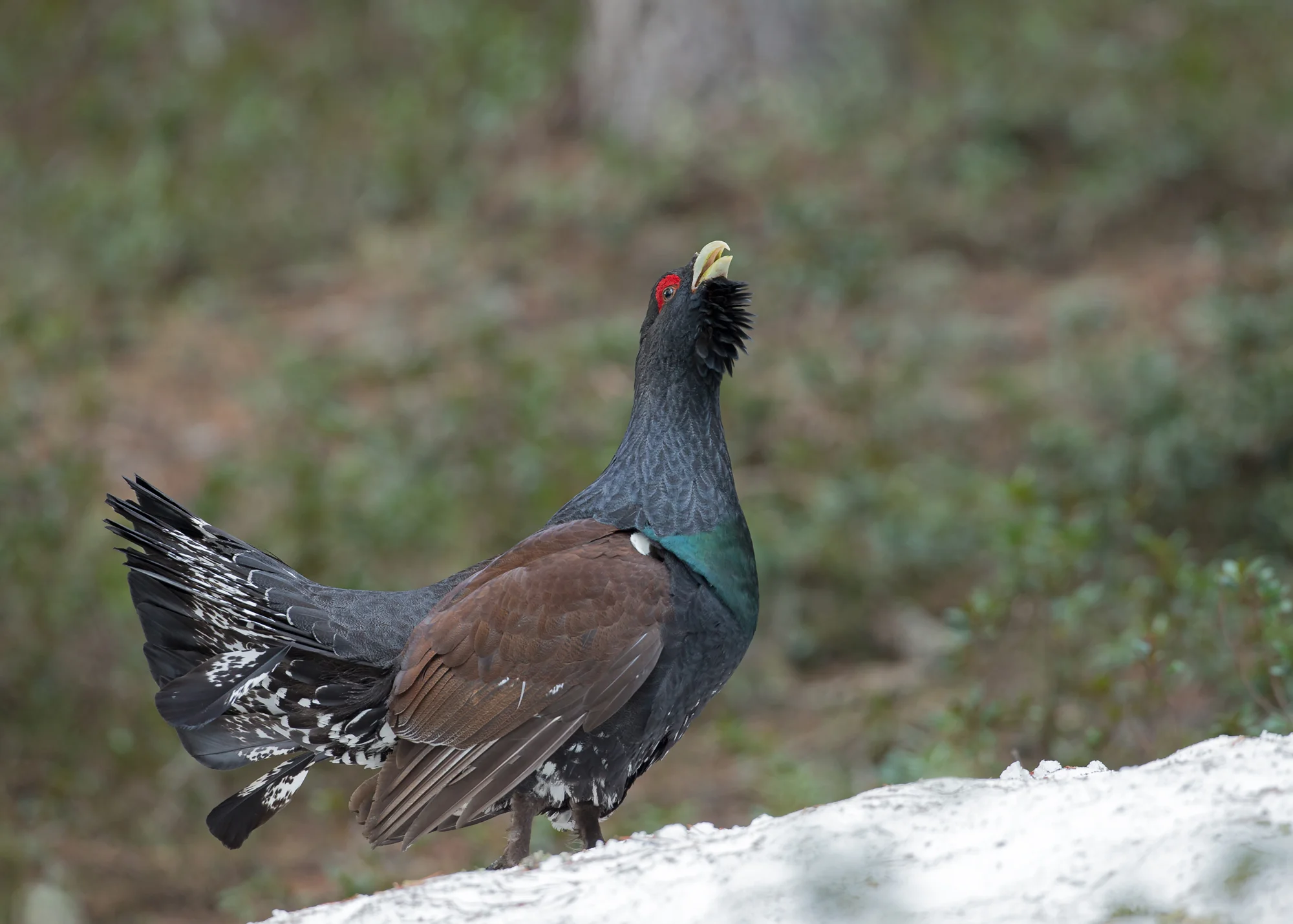 This magnificent bird's outer tail feathers were broken, maybe telling a story of its fights during this year's lekking?