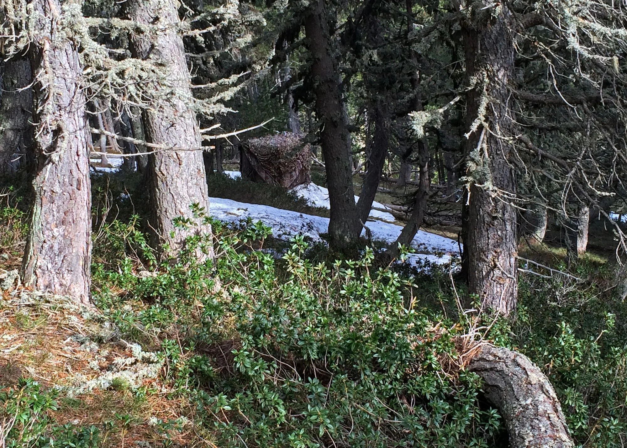 Val D'Aran Capercaillie lek with Ameristep hides.