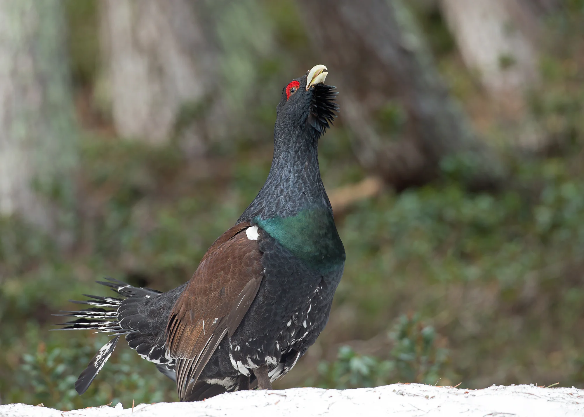 Western Capercaillie, Val D'Aran June 2014
