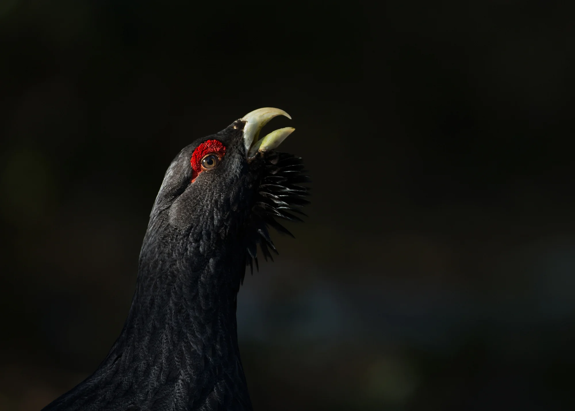 Western Capercaillie, Val D'Aran June 2014