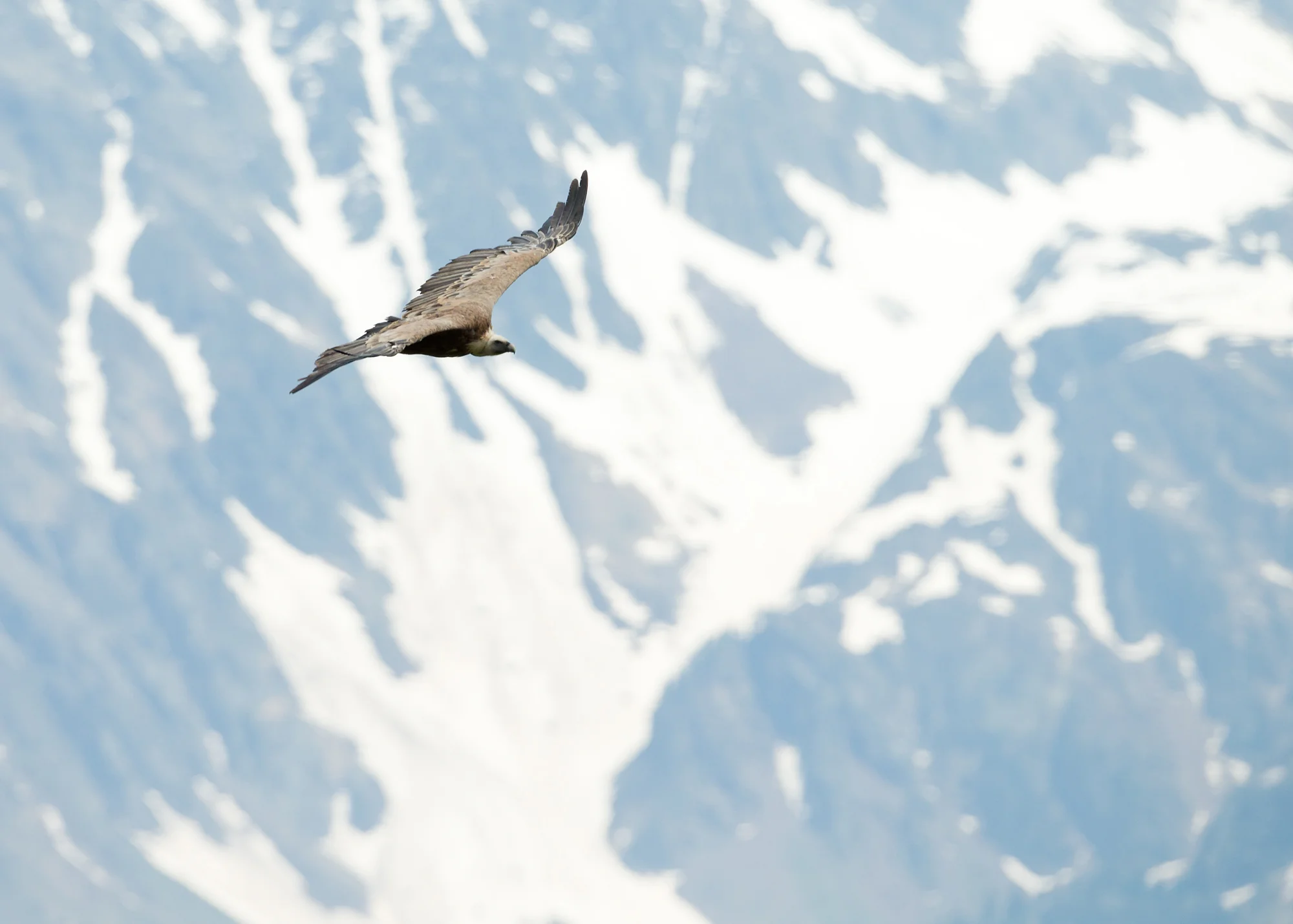 Eurasian Griffon Vulture, Val D'Aran, Catalonia