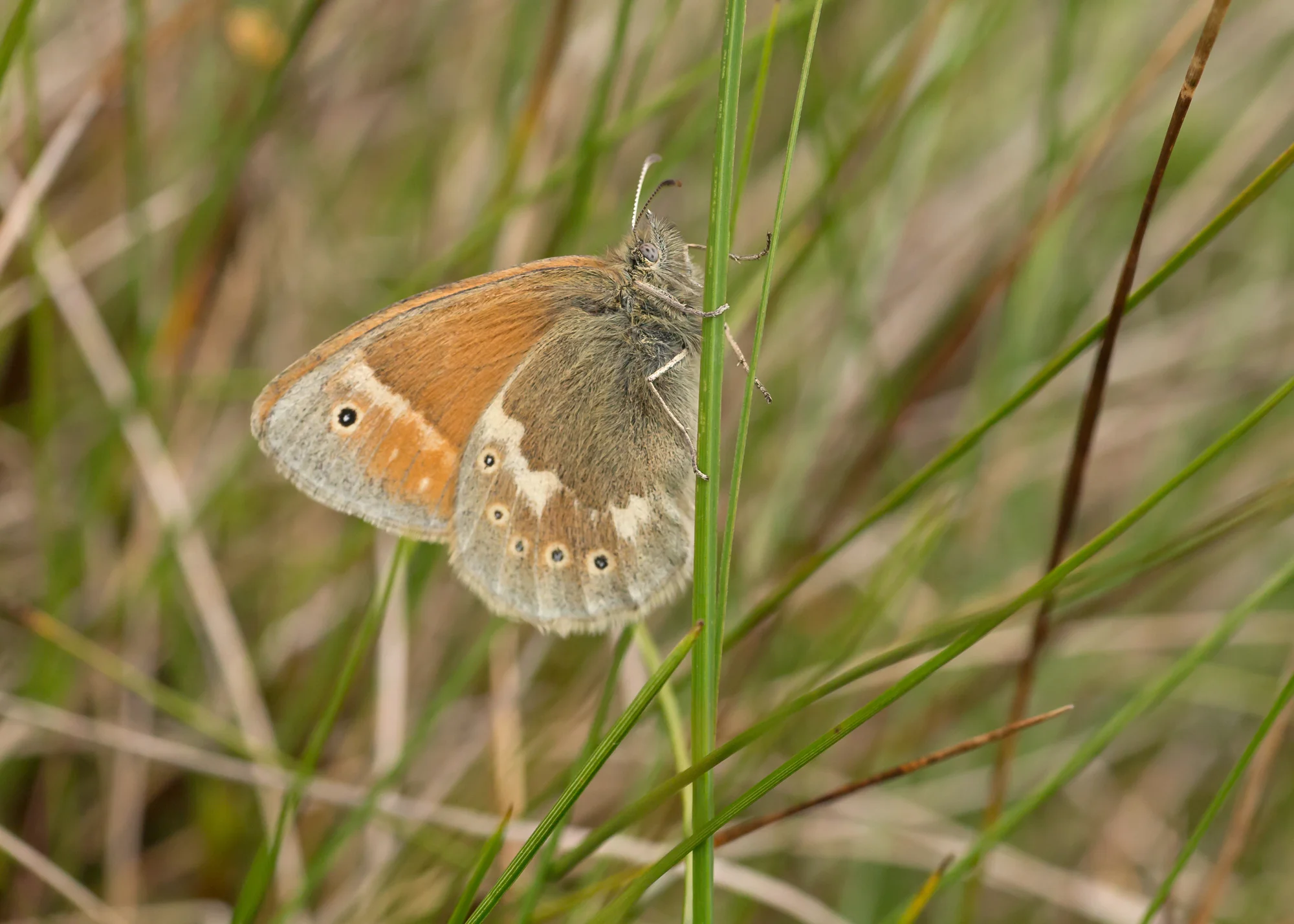 Large Heath ssp polydama, Bowland Fells SSSI