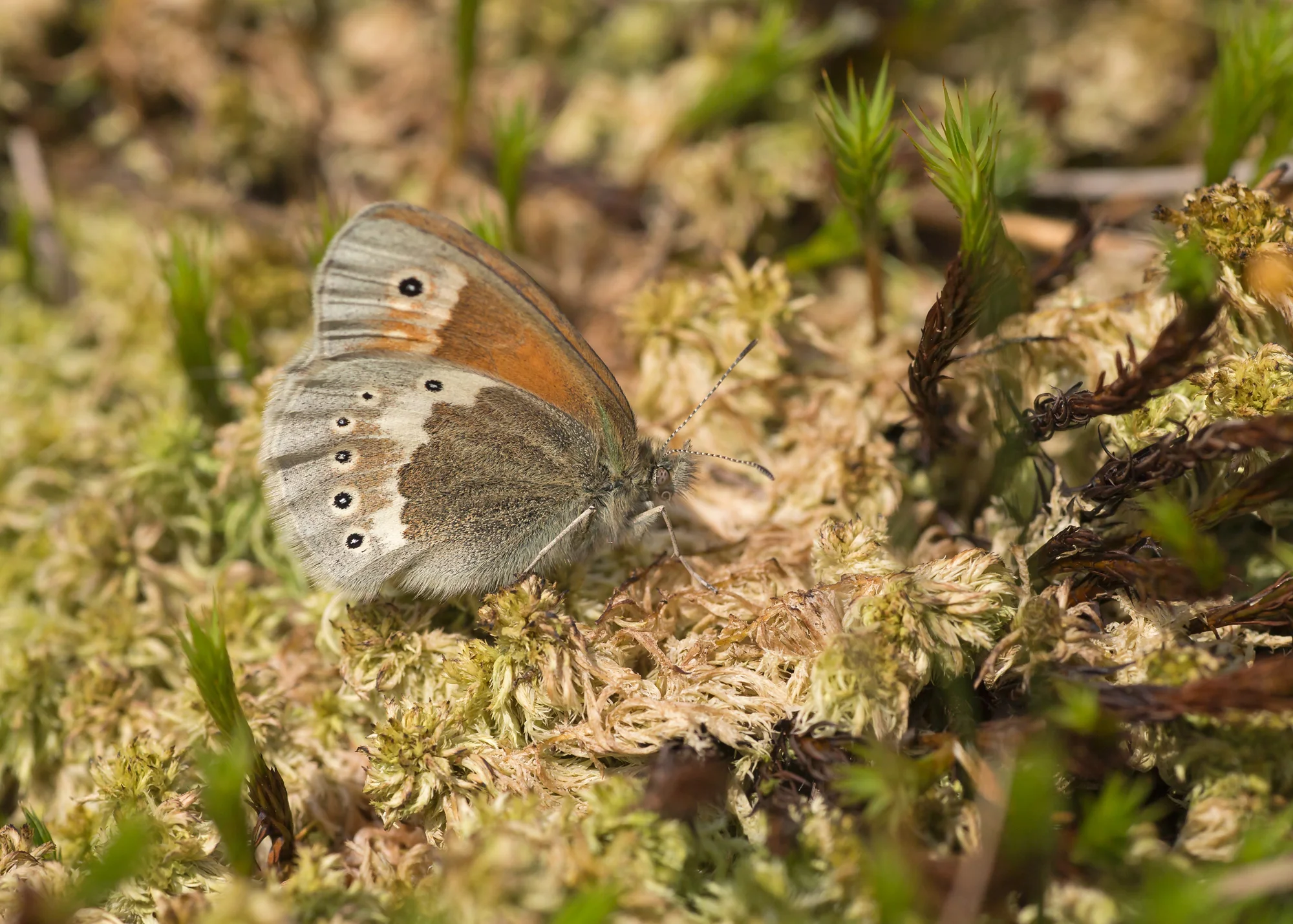 Large Heath ssp polydama, Bowland Fells SSSI