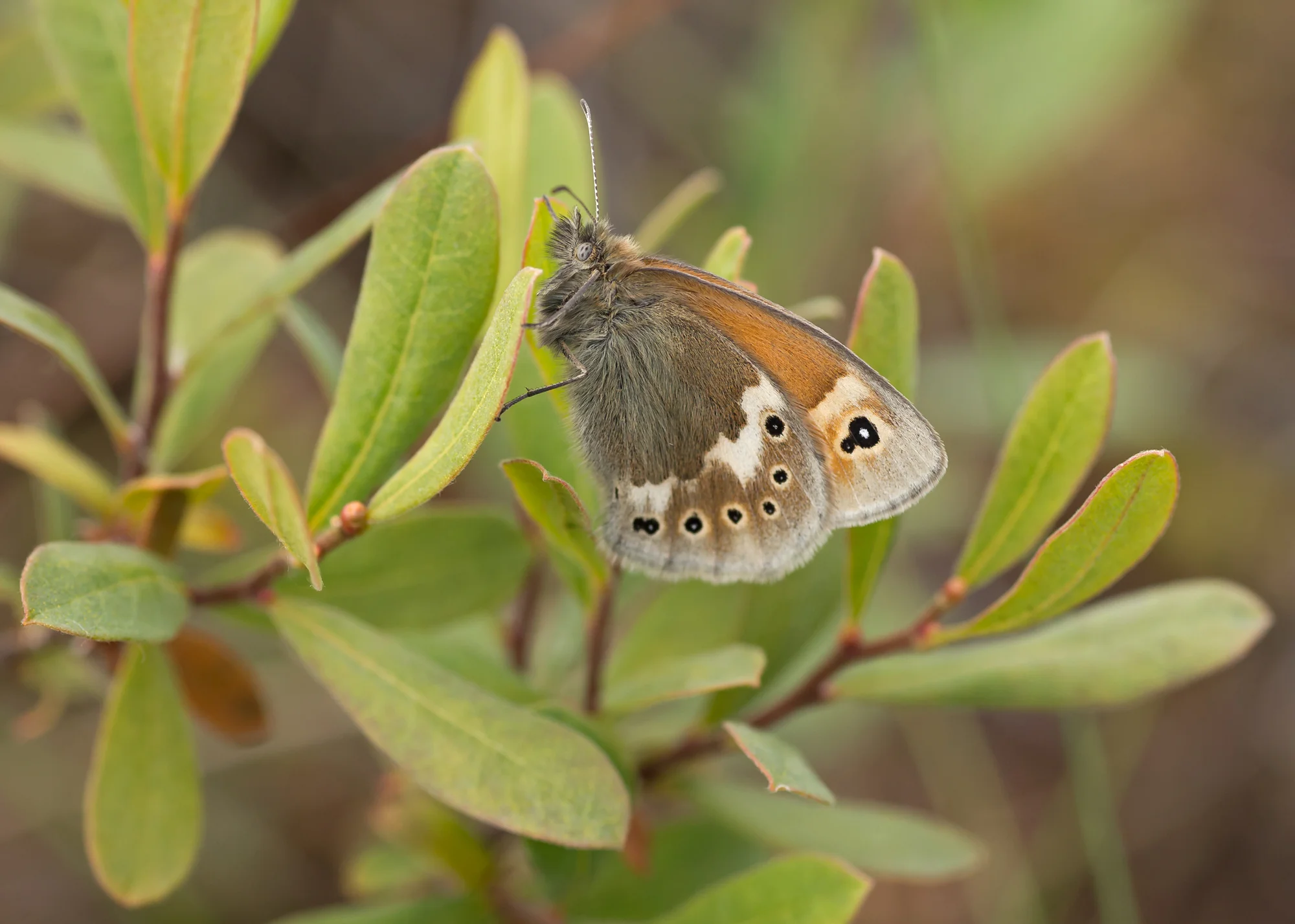 Large Heath ssp davus, Foulshaw Moss CWT Reserve