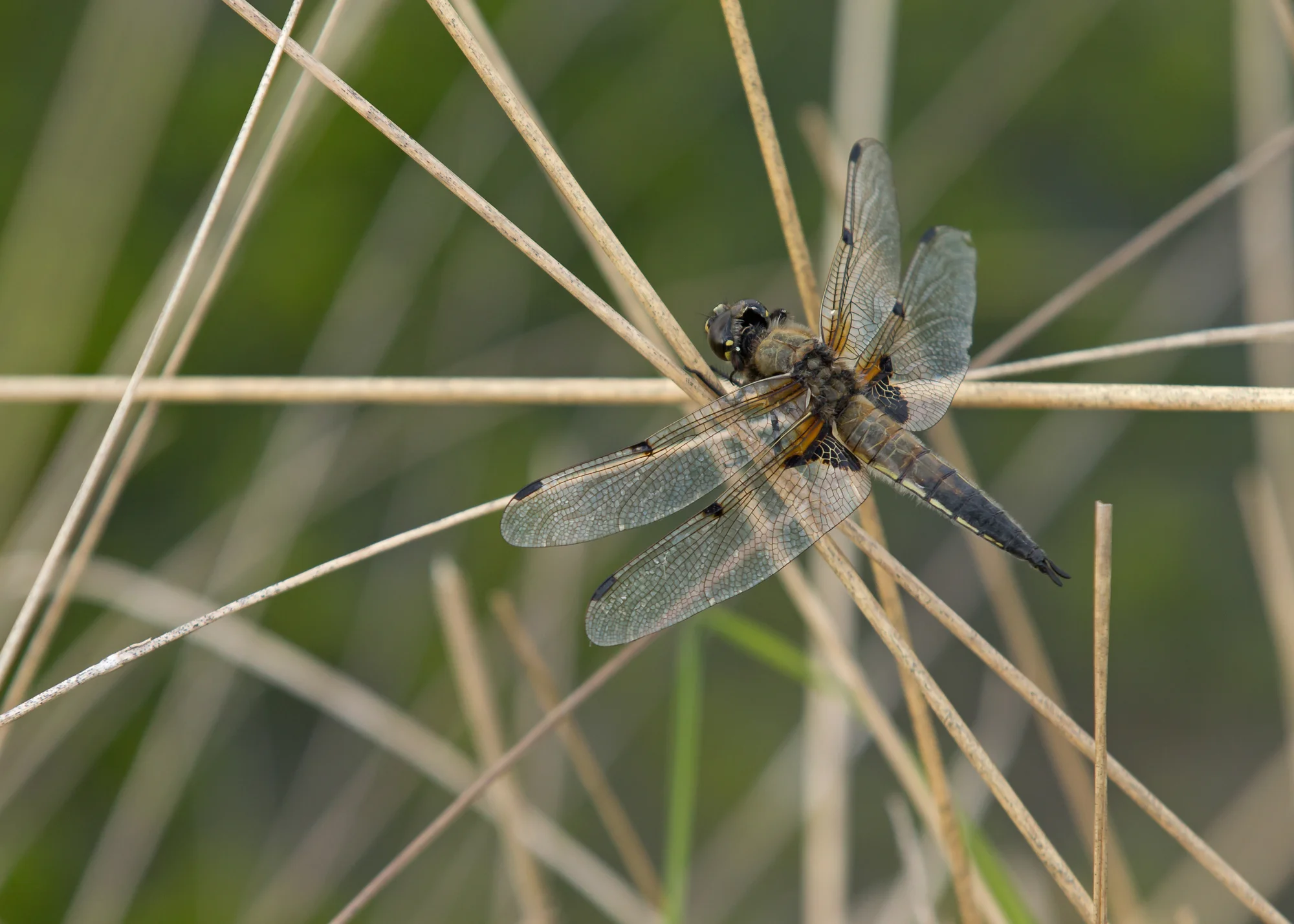 Four-spotted Chaser, Foulshaw Moss