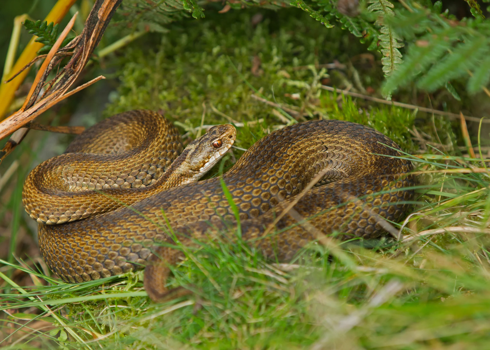 Adder (or Common Viper) - an unusual variant female, Bowland