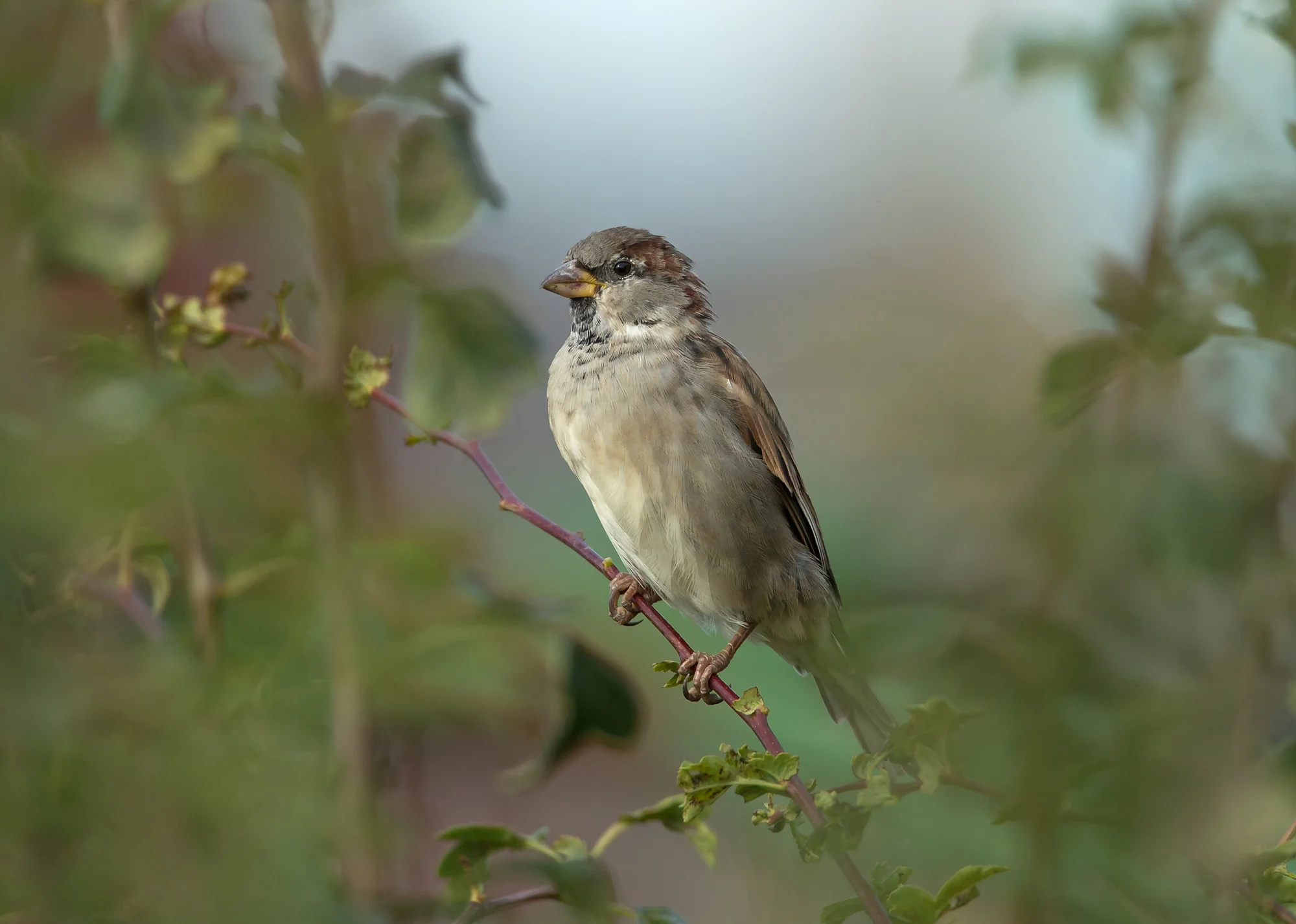House Sparrow - Ribchester still has several small flocks of these lovely little birds!