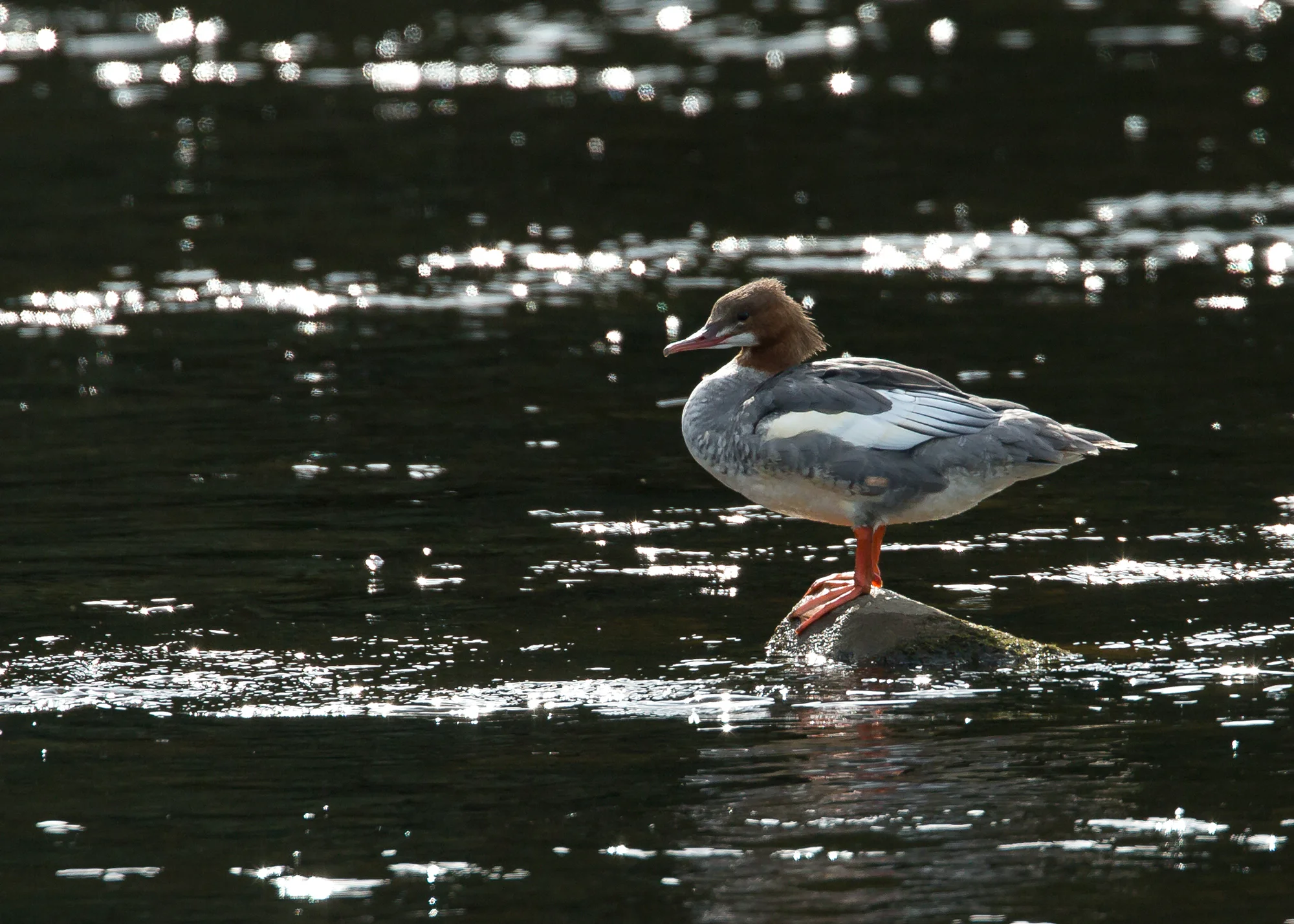 Goosander, River Ribble at Ribchester - an approachable bird with no primaries