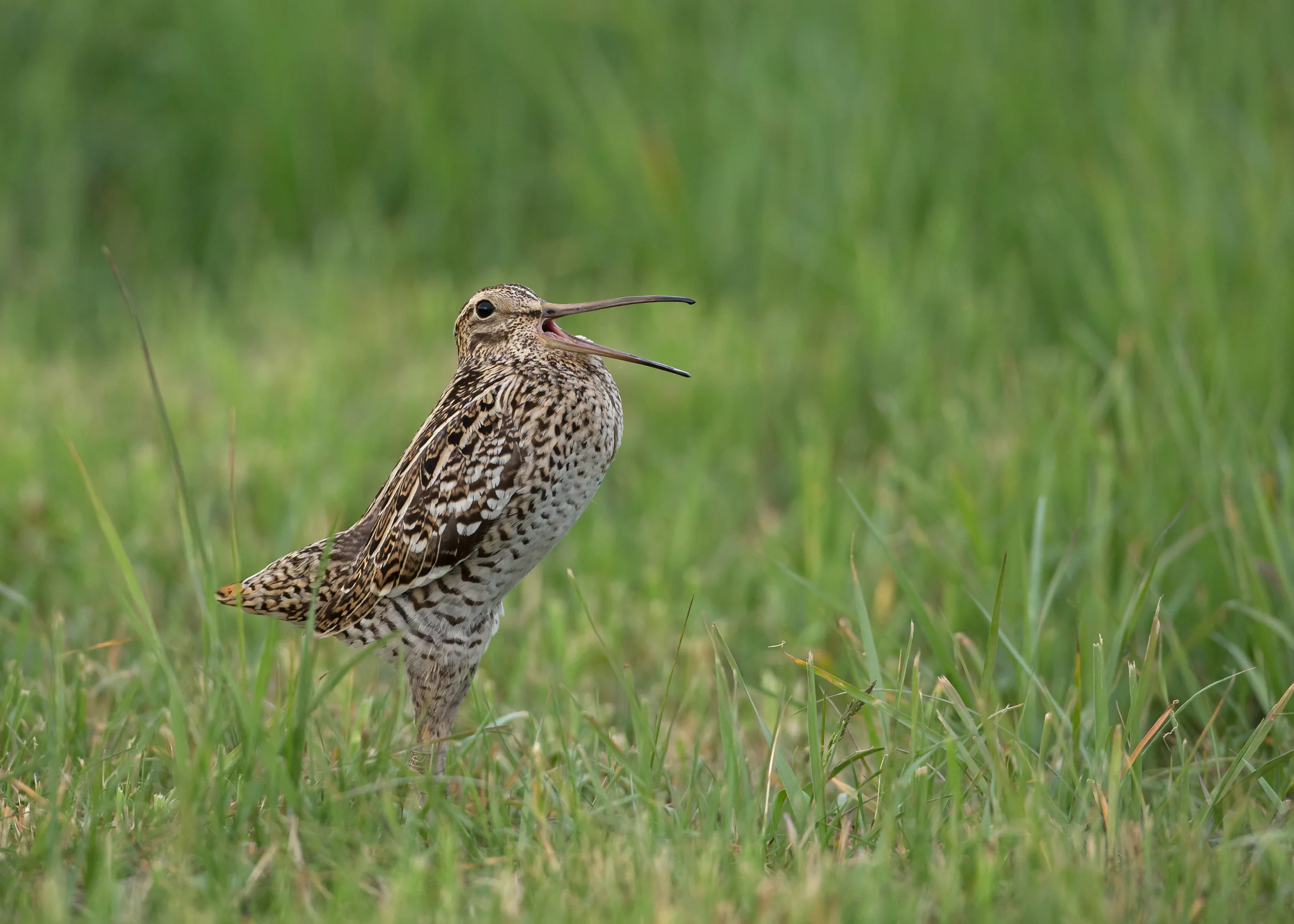 Great Snipe, Turov Meadow