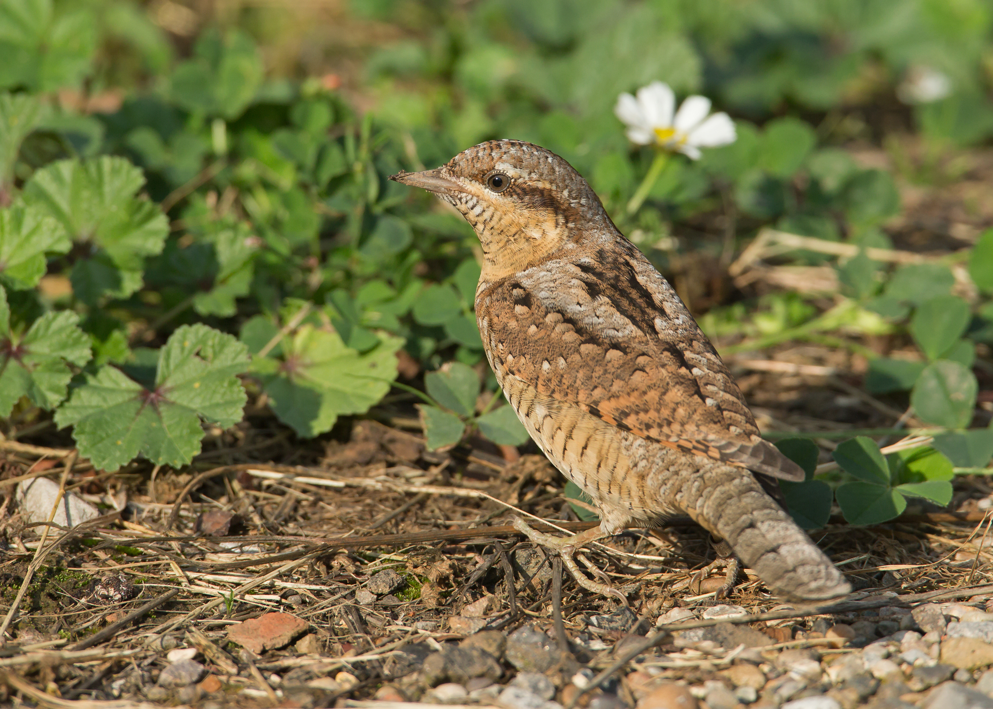 Eurasian Wryneck, Kilnsea Sep 2014