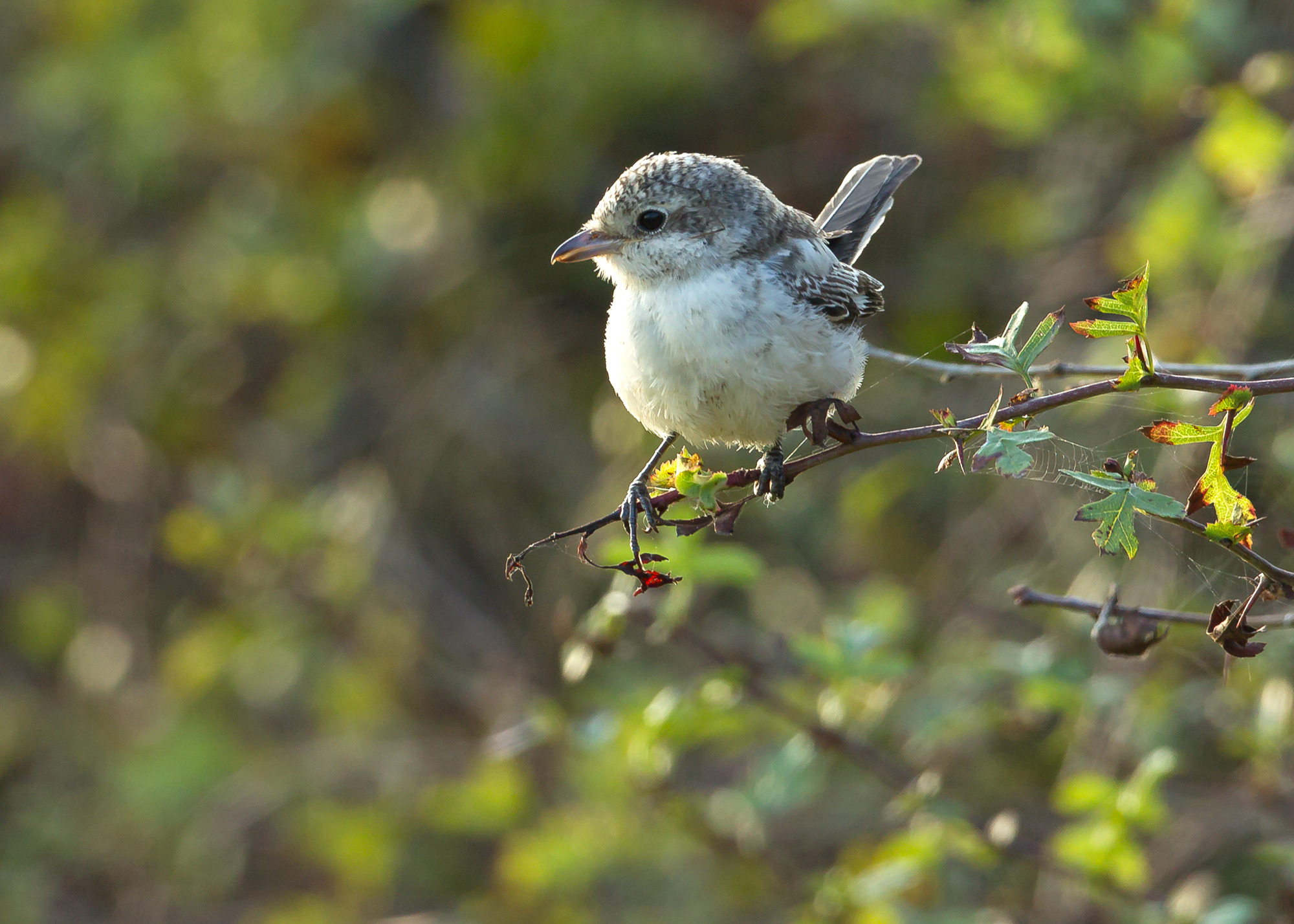 Masked Shrike, Kilnsea Sep 2014