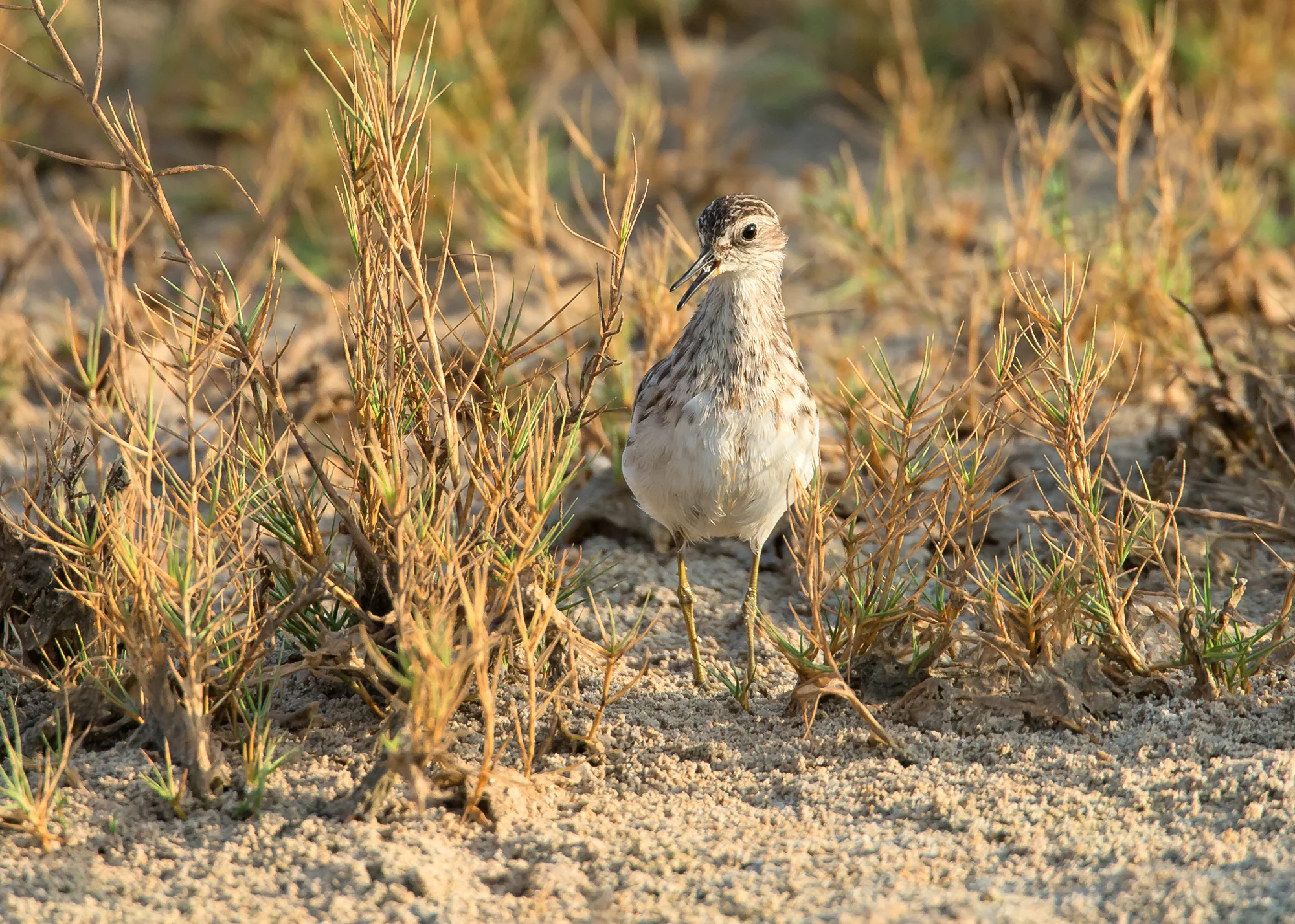 Long-toed Stint, Khawr ad Dahariz, Oman, November 2014
