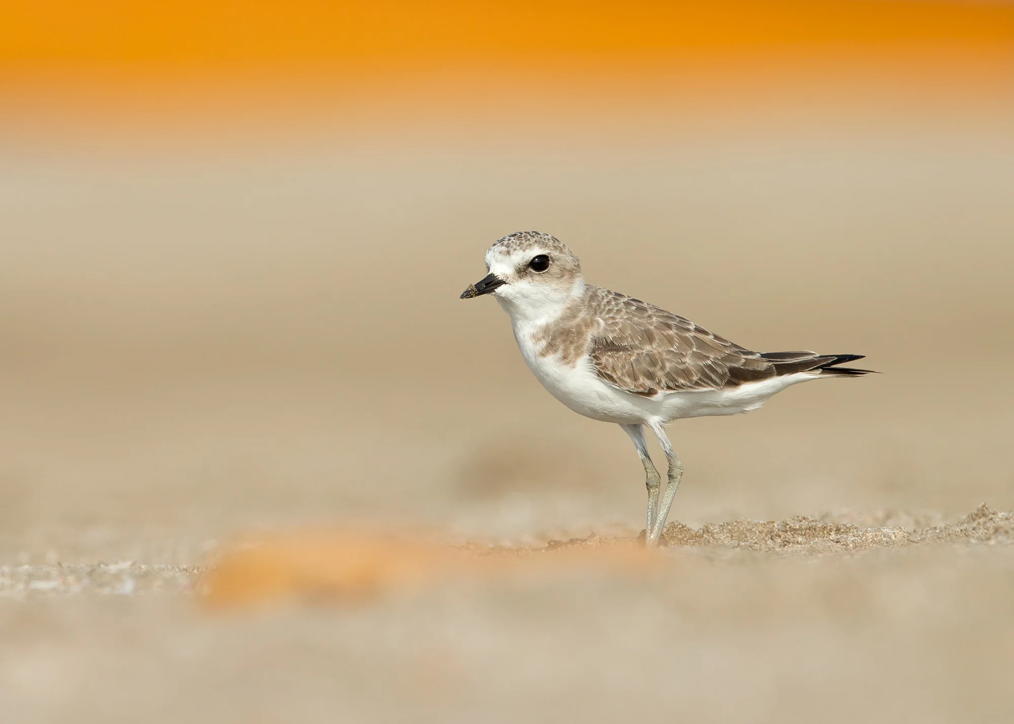 3. Lesser Sandplover AN6V6679.jpg