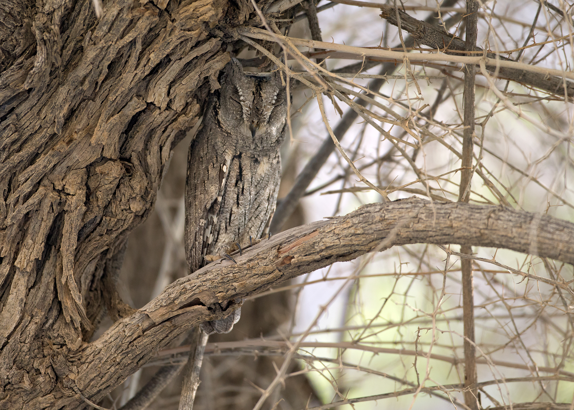Pallid Scops Owl, Al Hajar Mountains Oct 2014