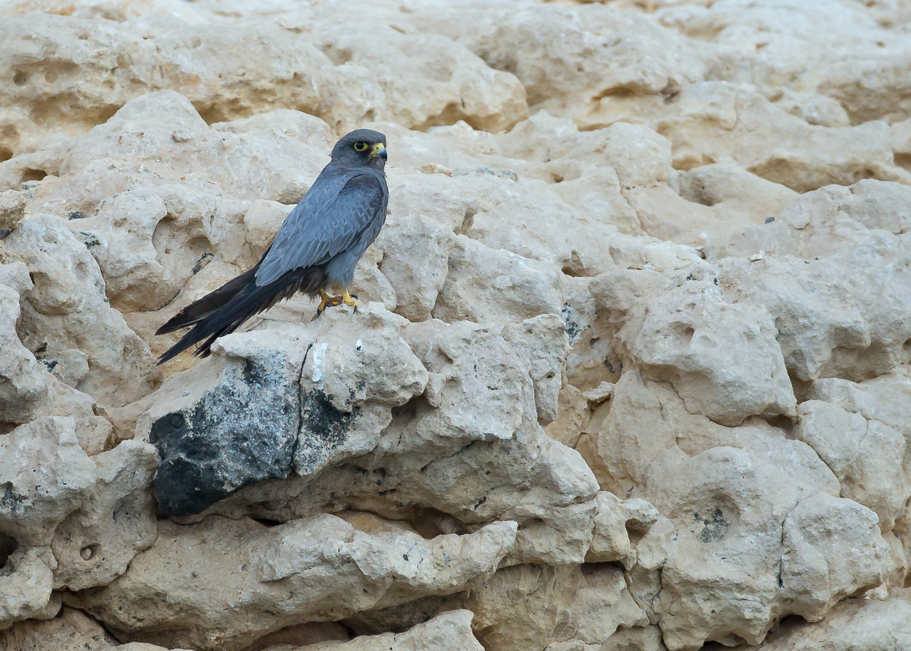 Sooty Falcon, Al Fahl Island Oct 2014