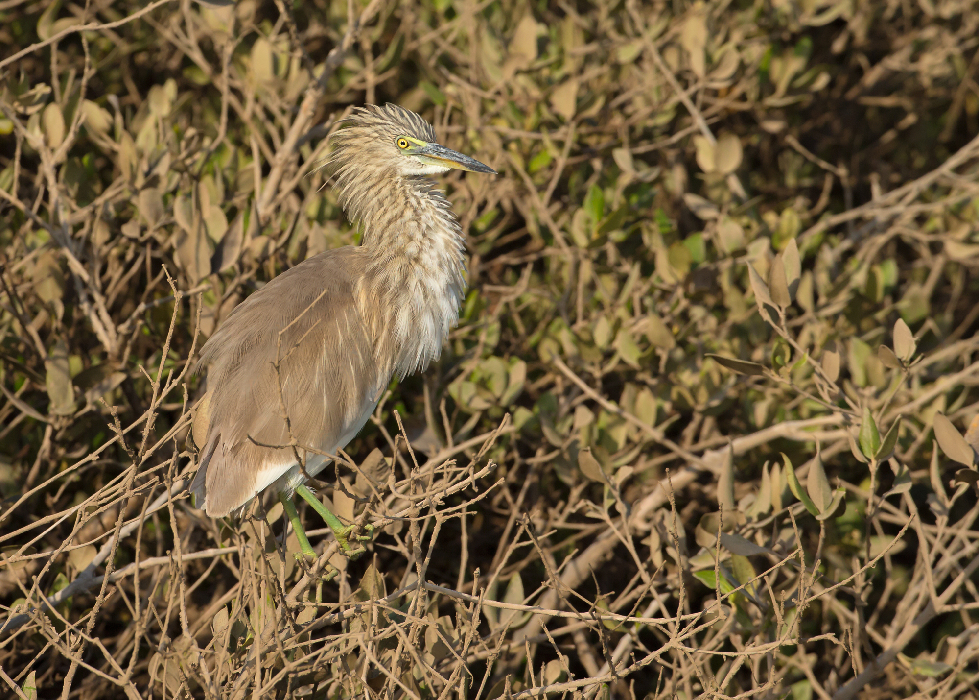 Indian Pond Heron, Liwa Oct 2014