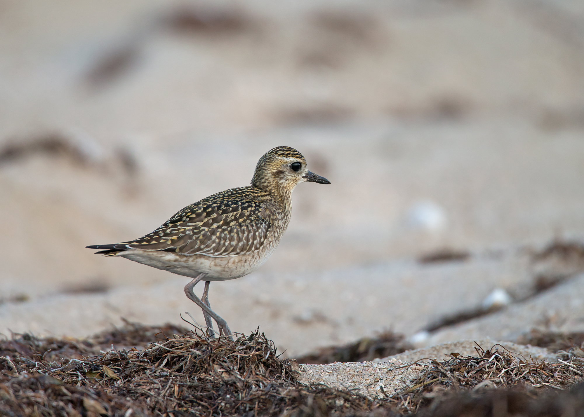 Pacific Golden Plover, Shannah Oct 2014