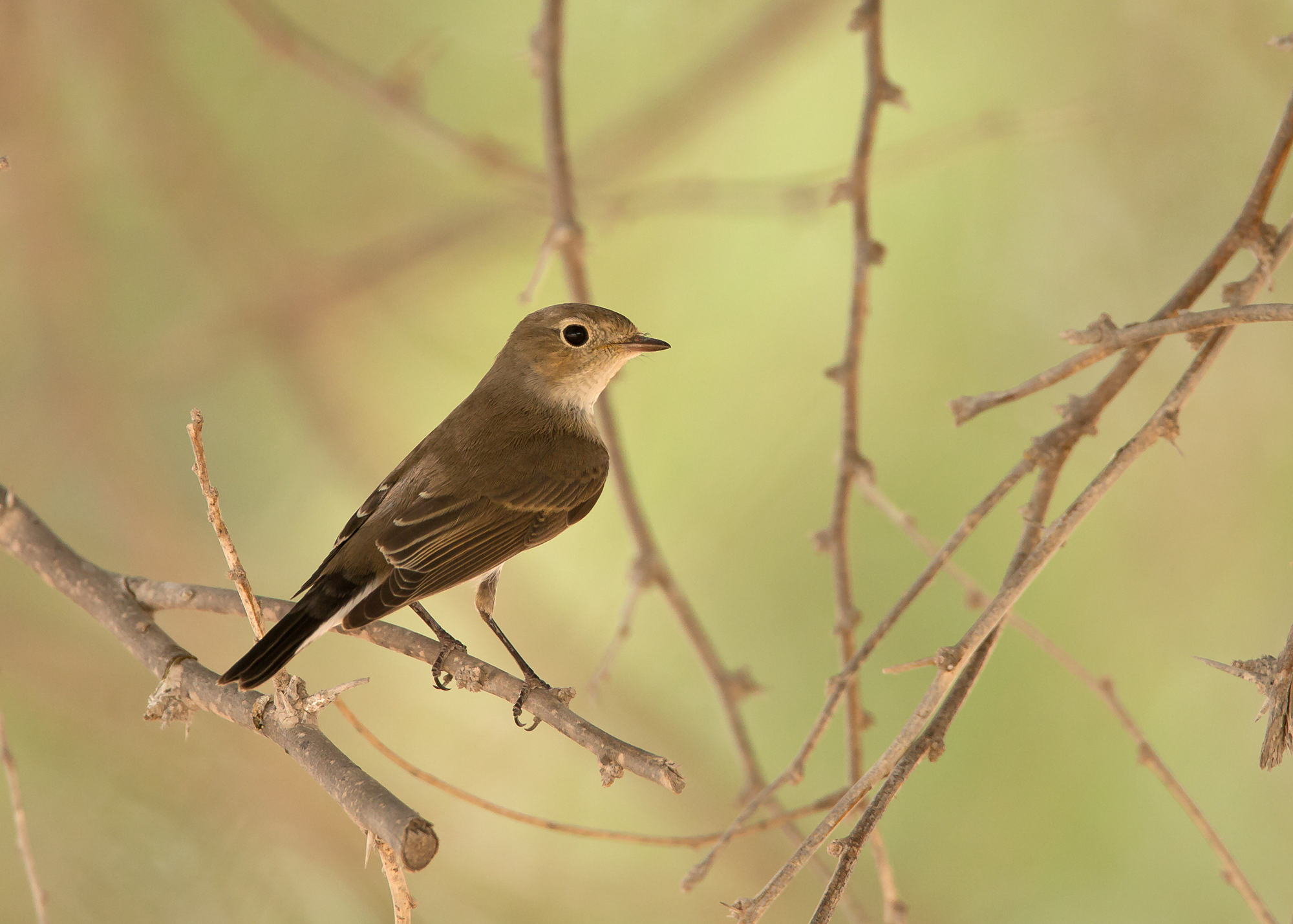 Red-breasted Flycatcher, Al Ghaftain Oct 2014