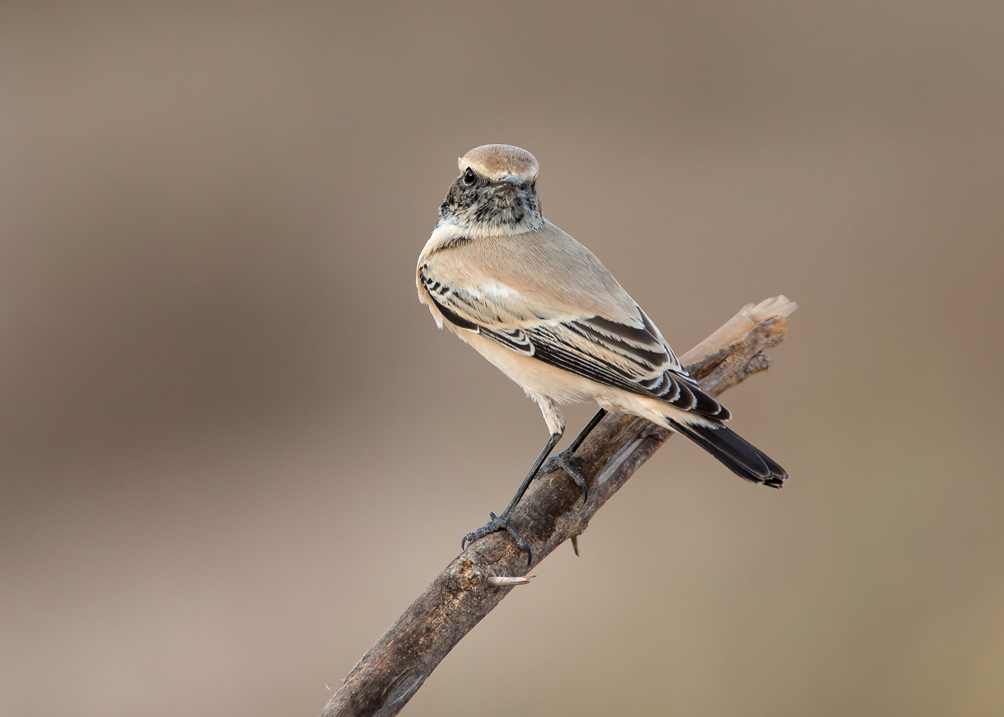 Desert Wheatear, Qitbit Nov 2014