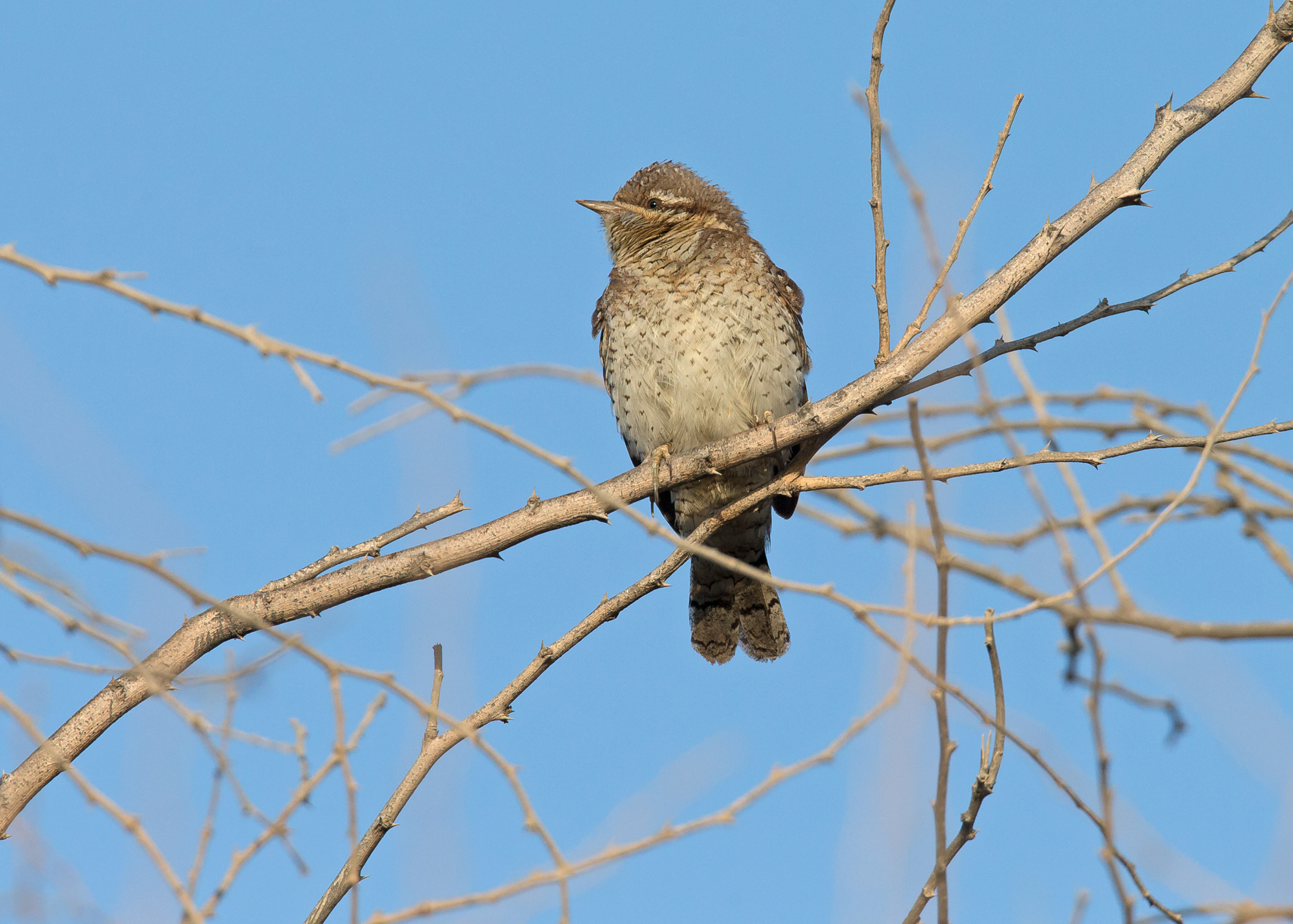 Eurasian Wryneck, Qitbit Nov 2014