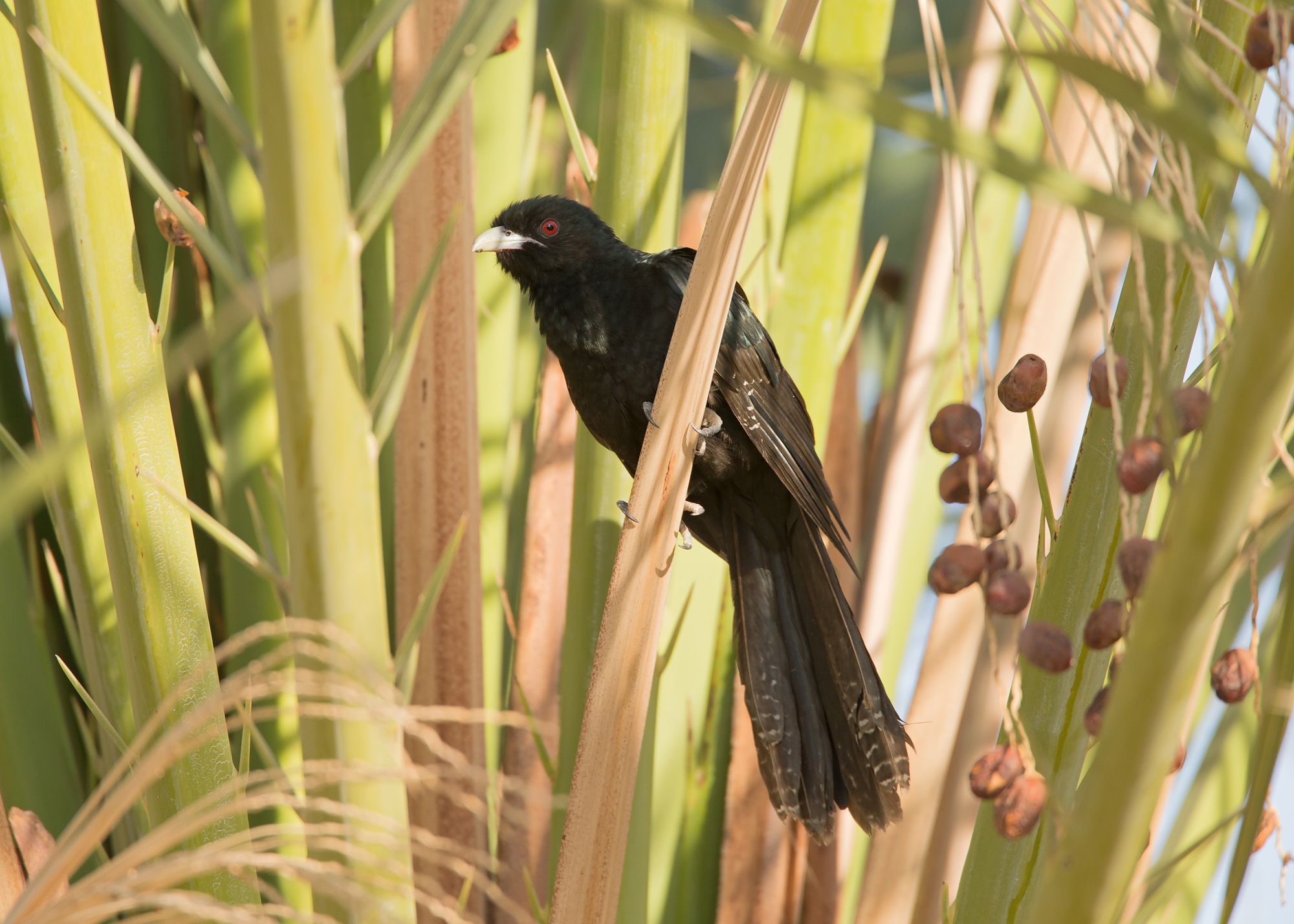 Asian Koel, Qitbit Nov 2014
