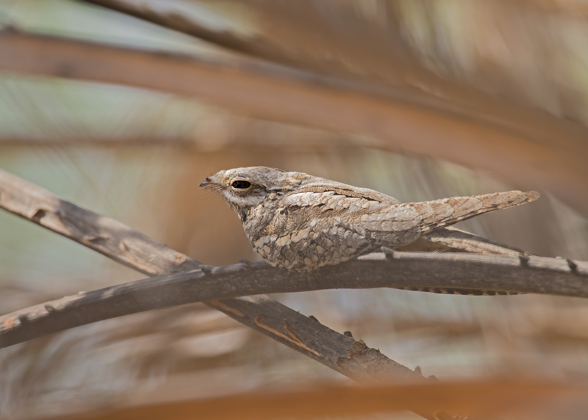 European Nightjar, Muntasar Oasis Nov 2014