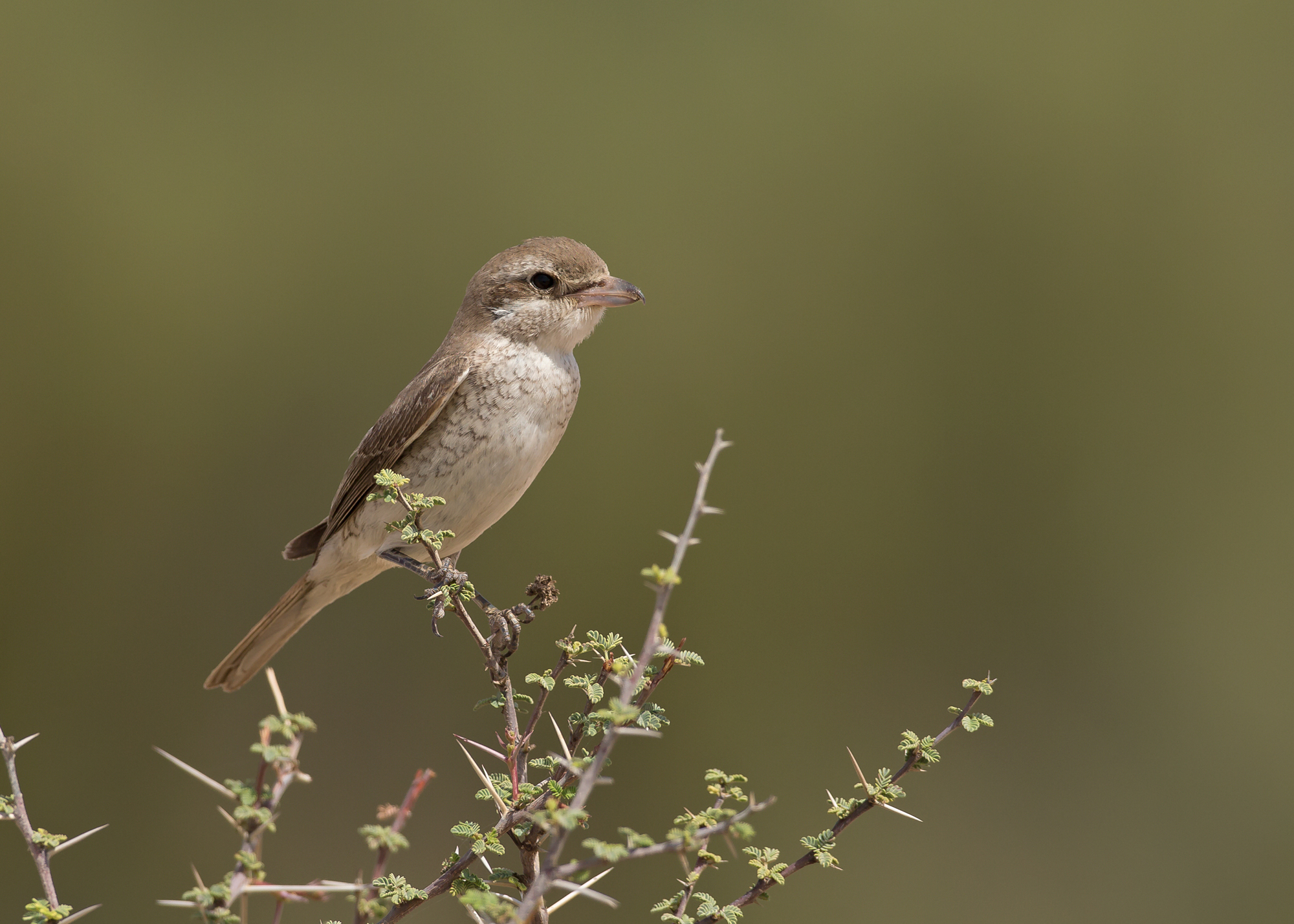 Turkestan Shrike, Qitbit Nov 2014