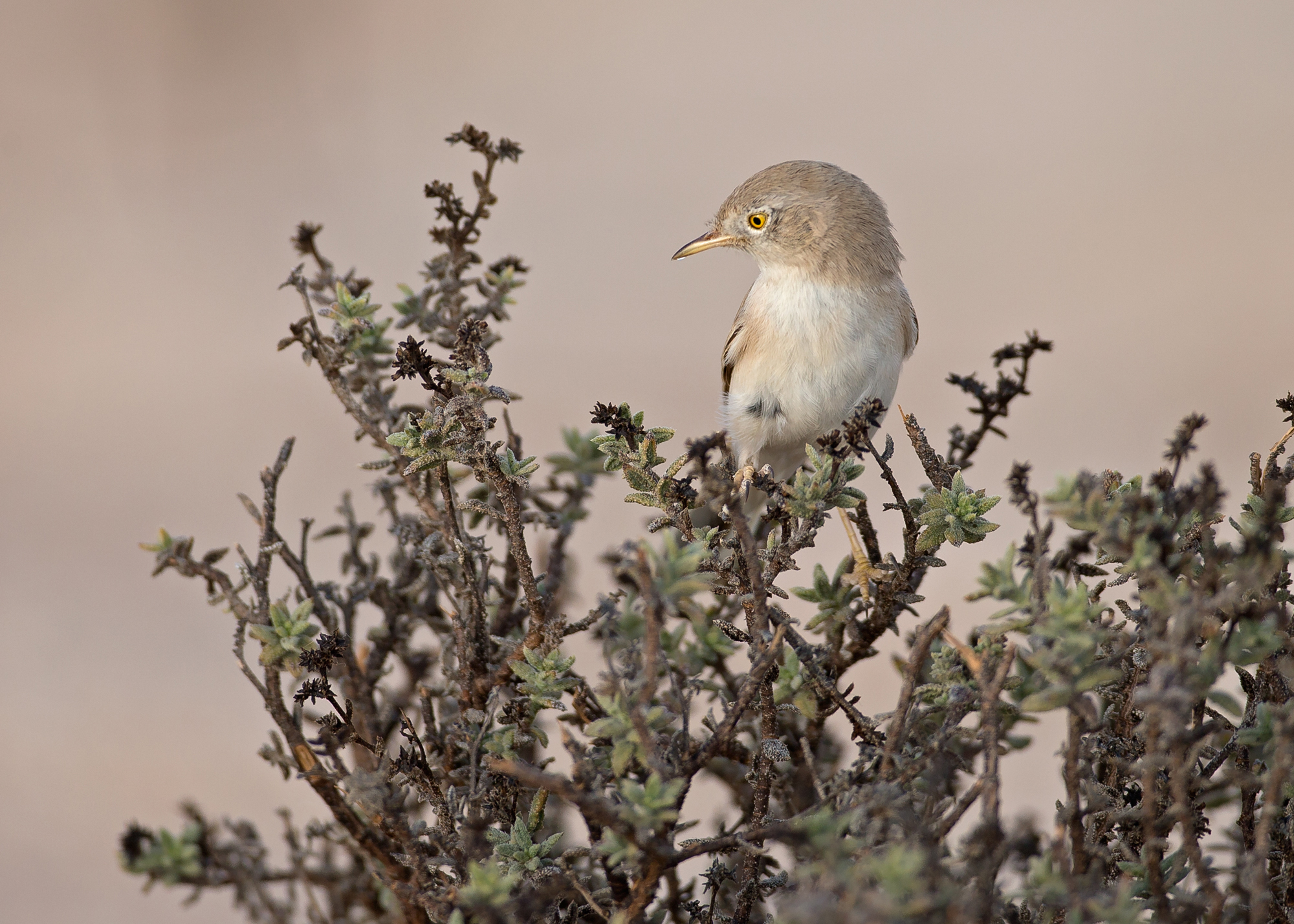 Asian Desert Warbler, Qitbit Nov 2014