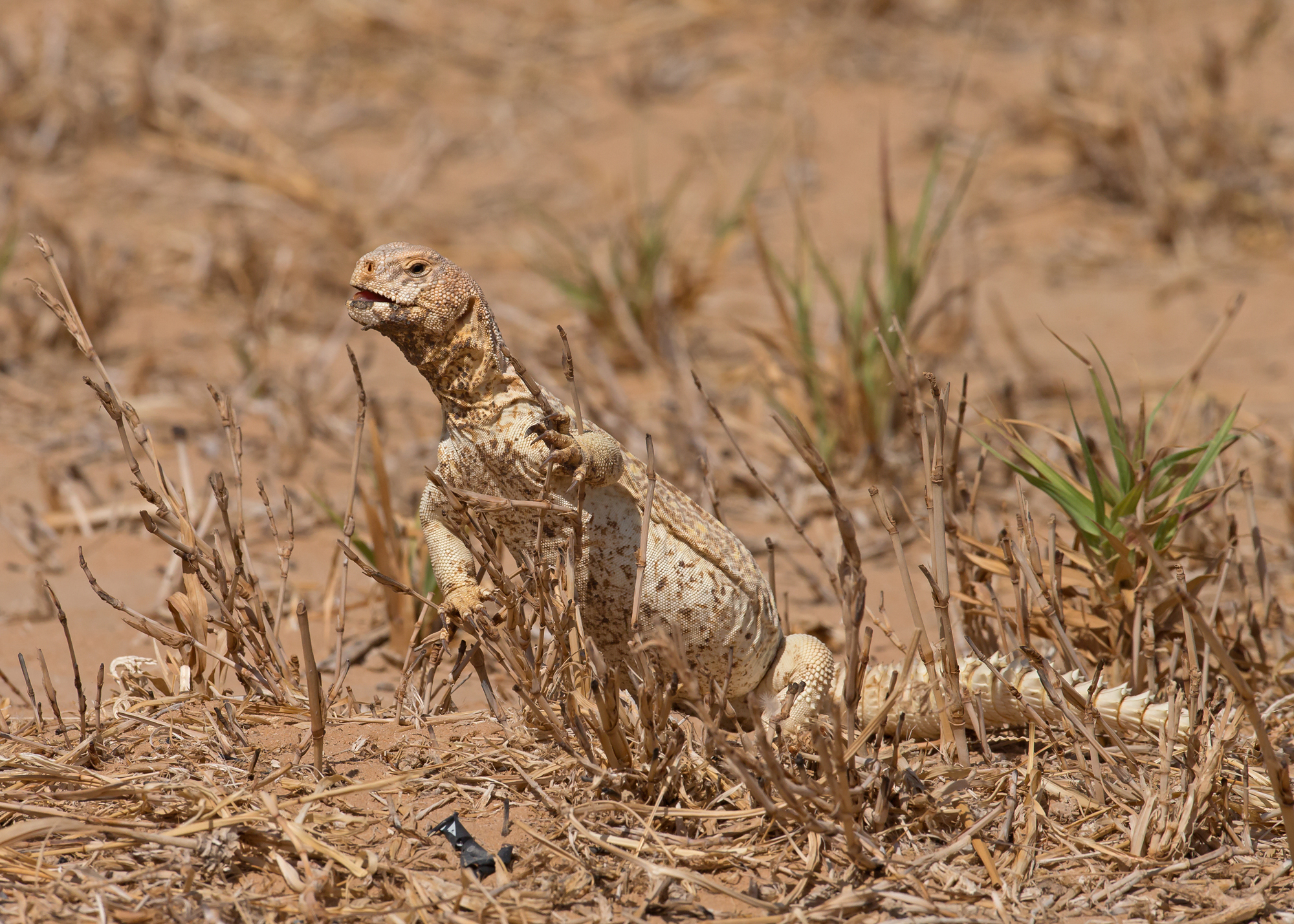 Egyptian Mastigure, Empty Quarter, Oman Nov 2014