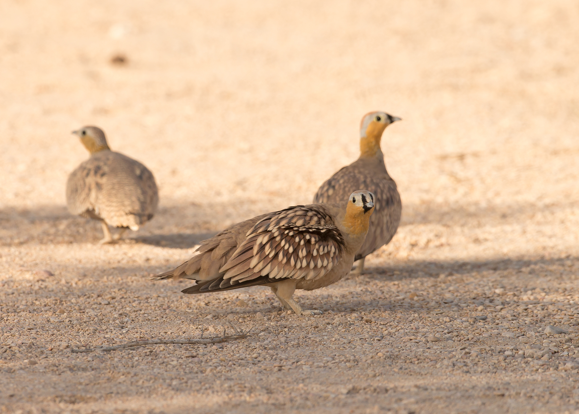 Crowned Sandgrouse, Wadi Rabkut Nov 2014