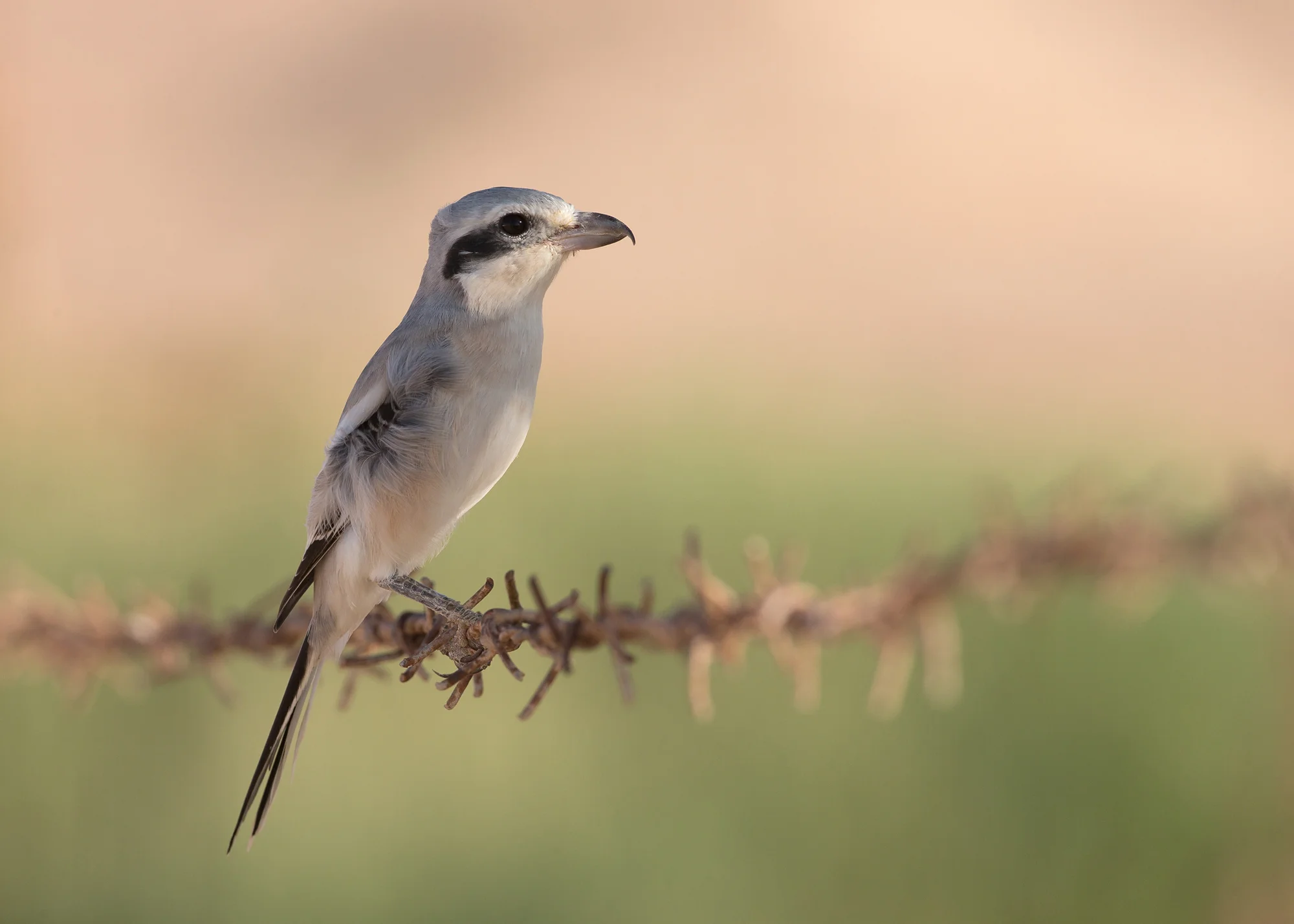 Steppe Grey Shrike, Al Shasr Nov 2014
