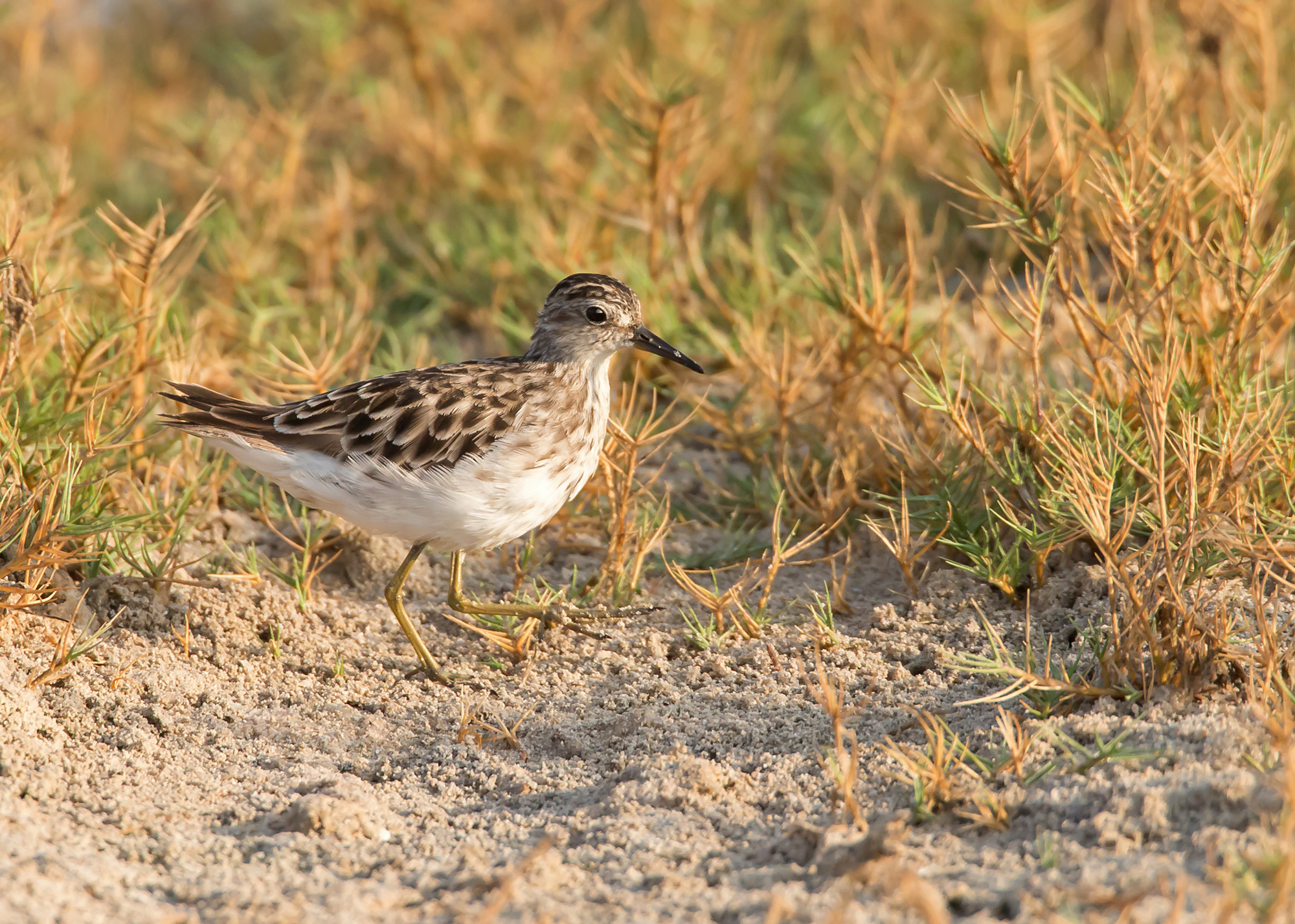 Long-toed Stint, East Khawr Nov 2014
